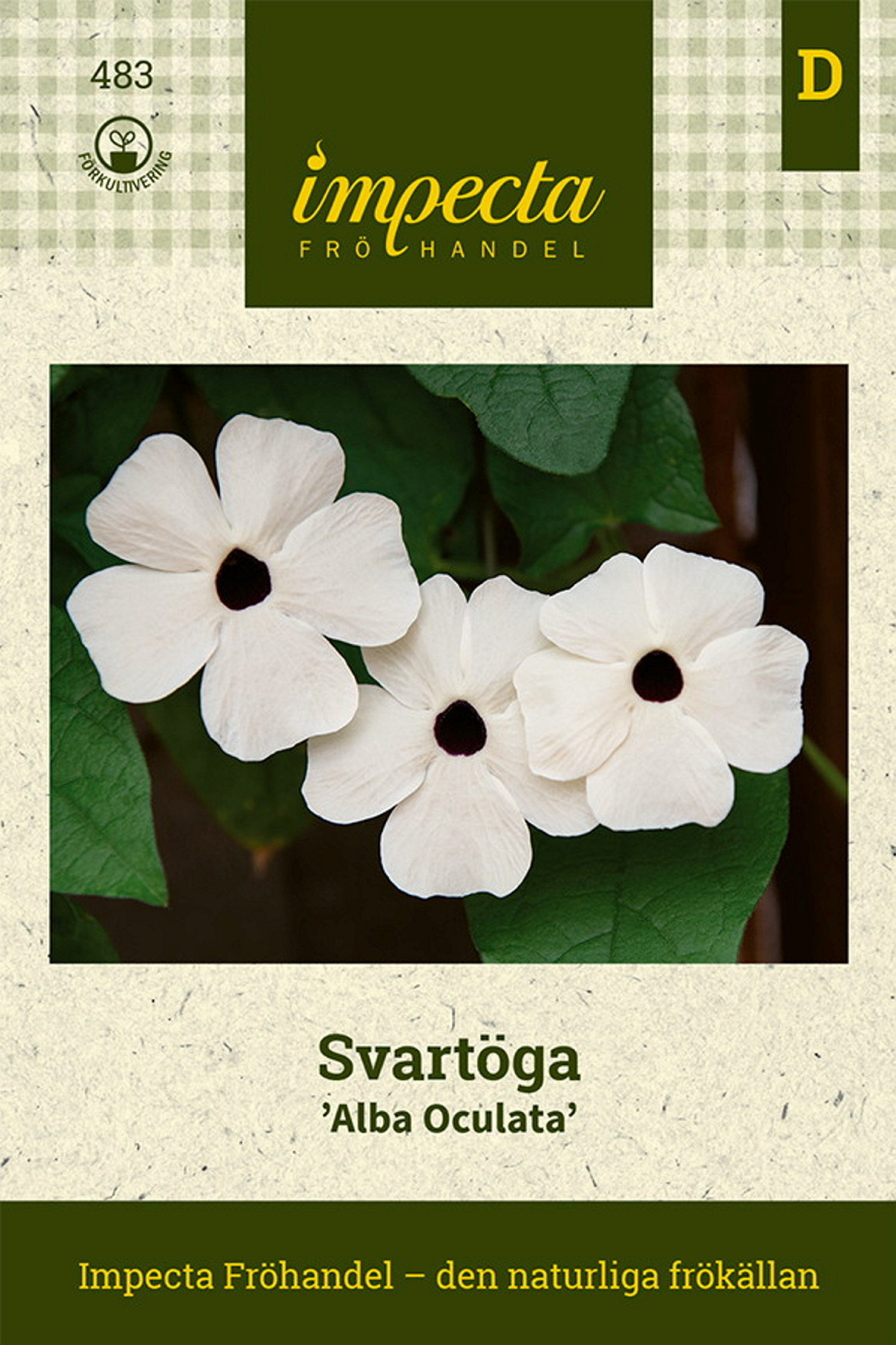 Svartöga 'Alba Oculata'