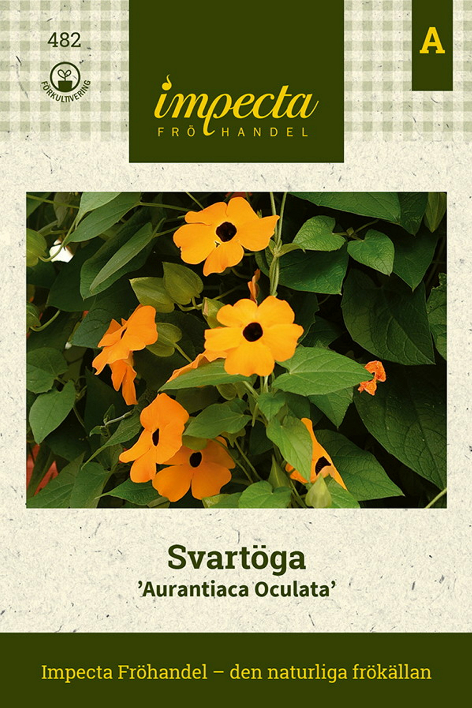 Svartöga 'Aurantiaca Oculata'