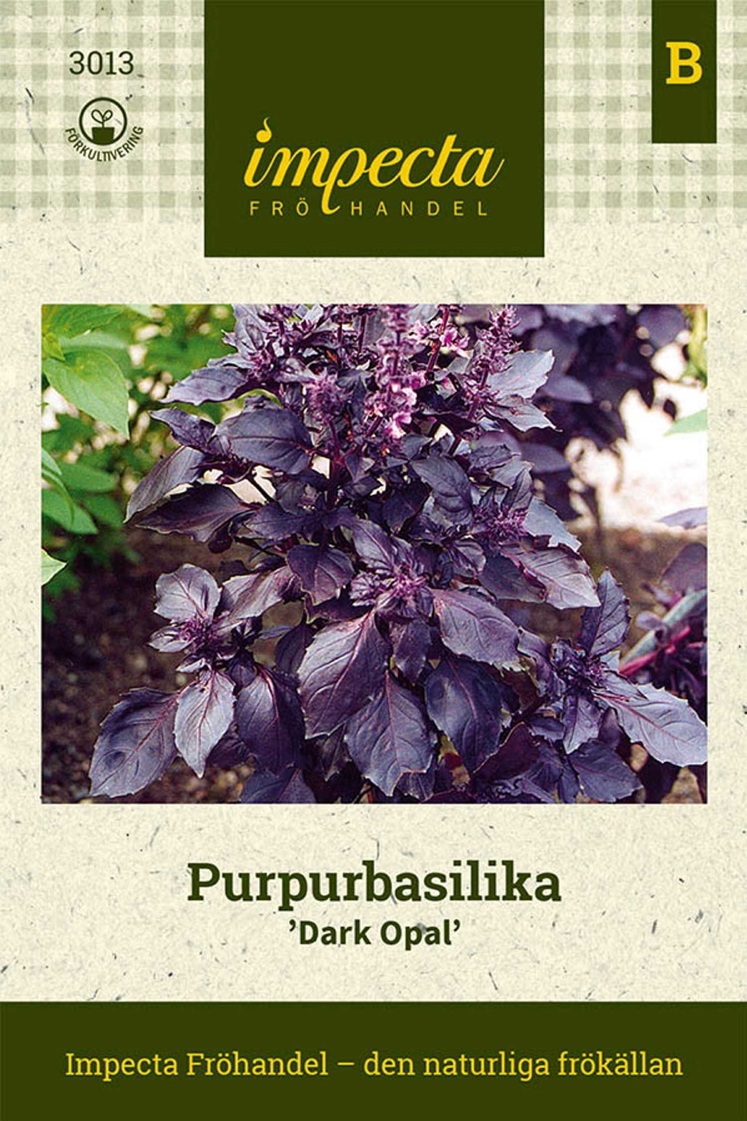 Ocimum basilicum var. purpurascens 'Dark Opal'