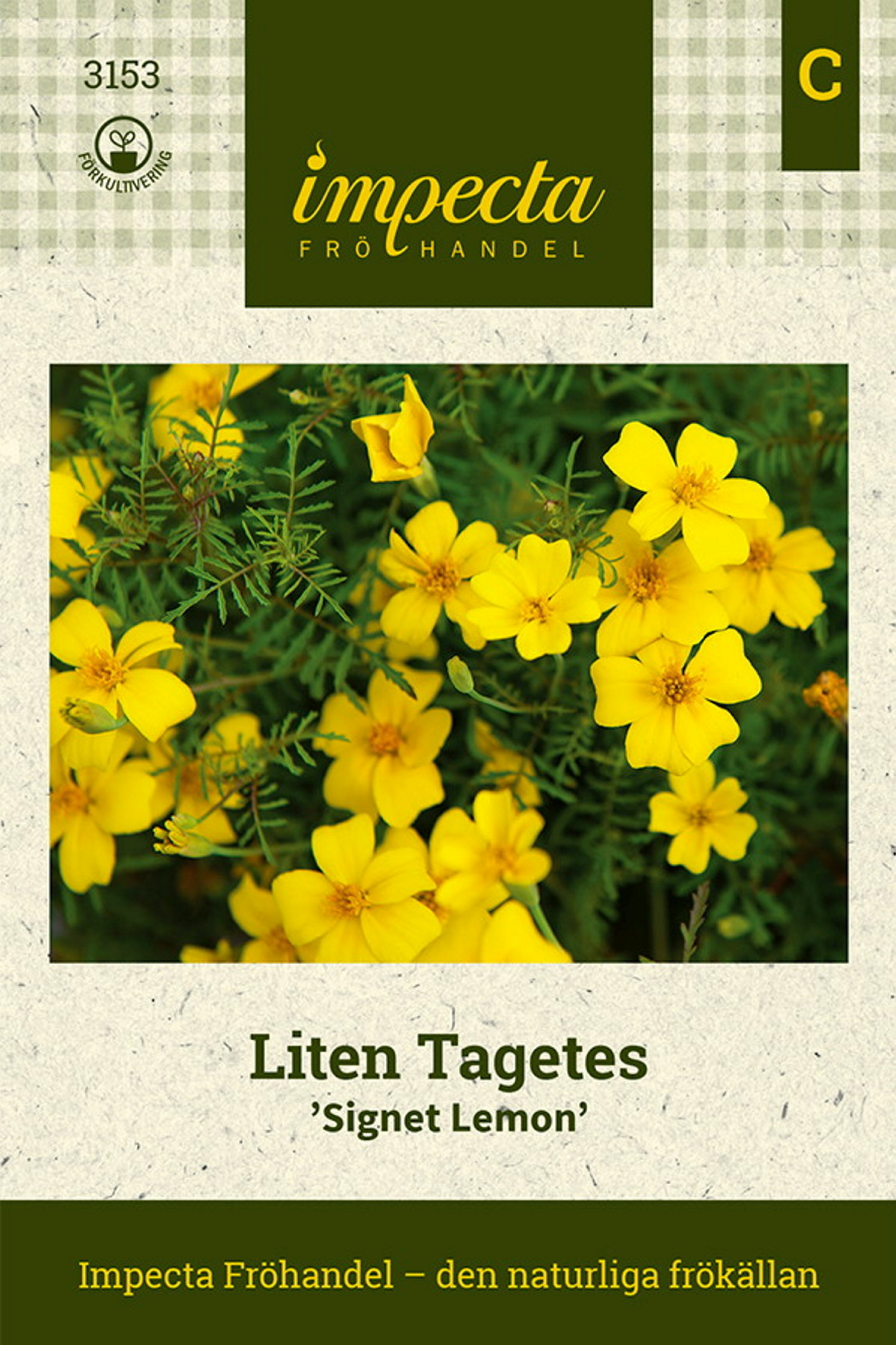 Liten Tagetes 'Signet Lemon'