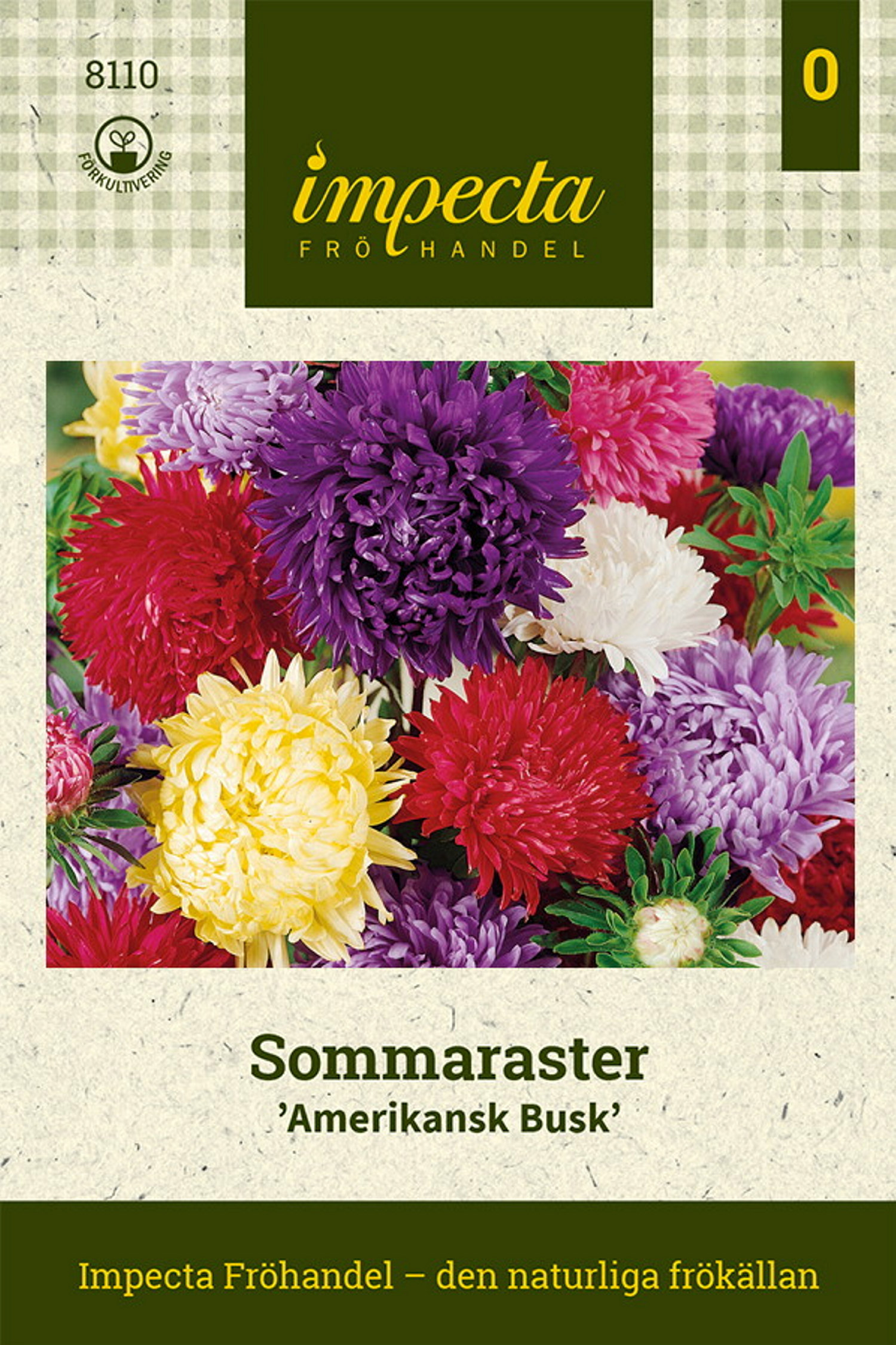 Sommaraster 'Amerikansk Busk'