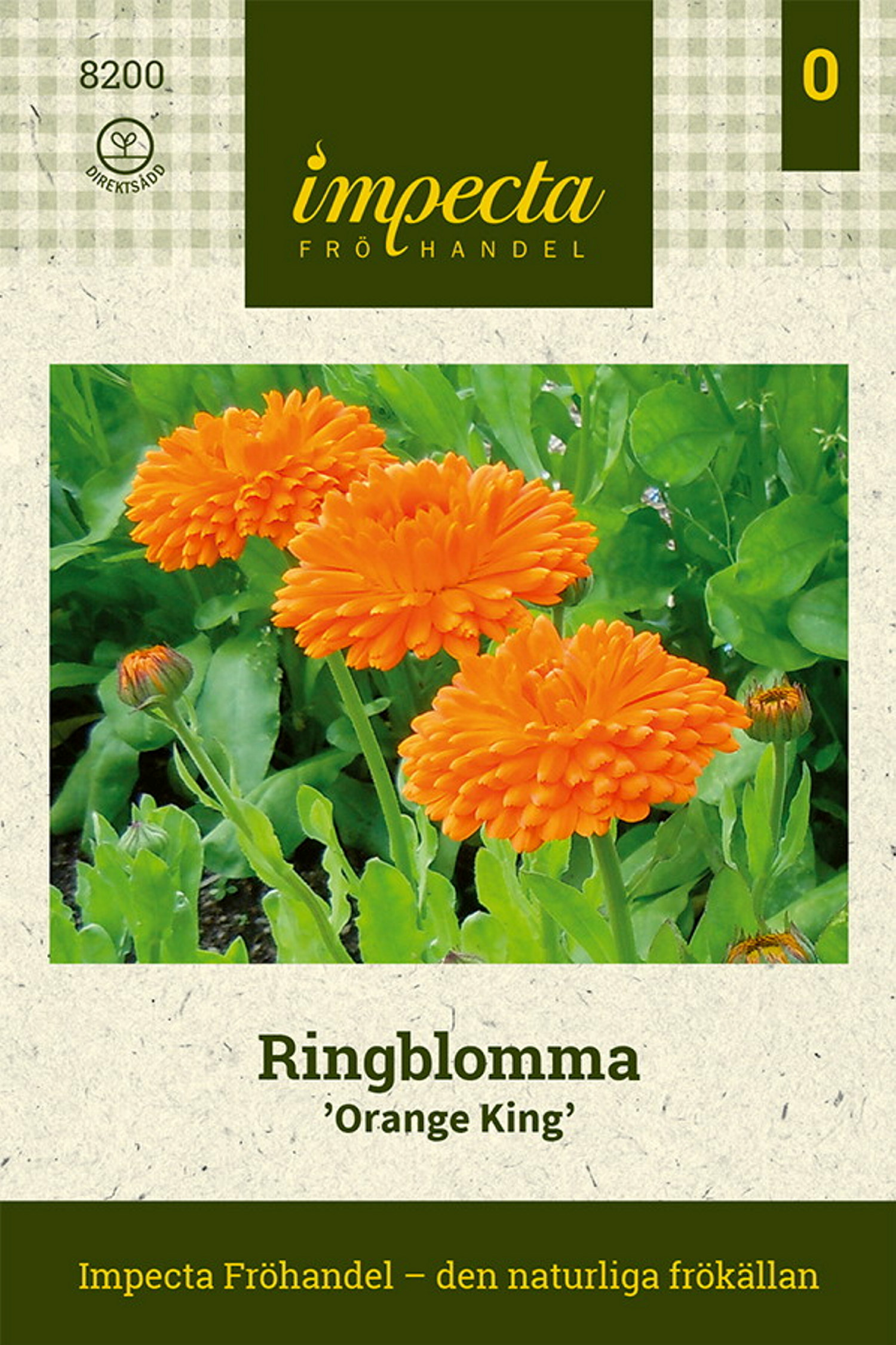 Ringblomma 'Orange King'