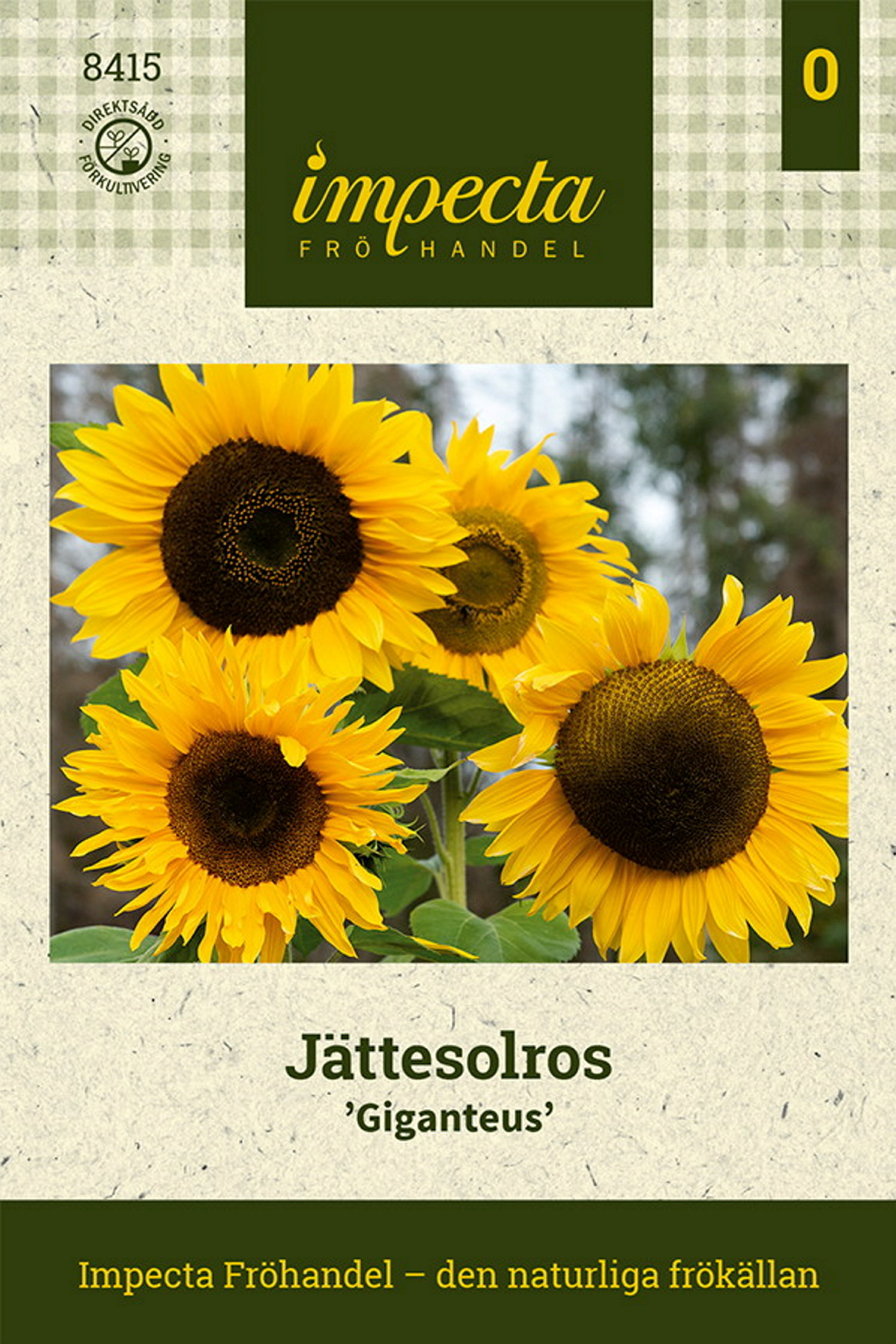 Jättesolros 'Giganteus'