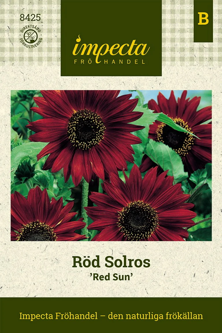 Röd Solros Red Sun