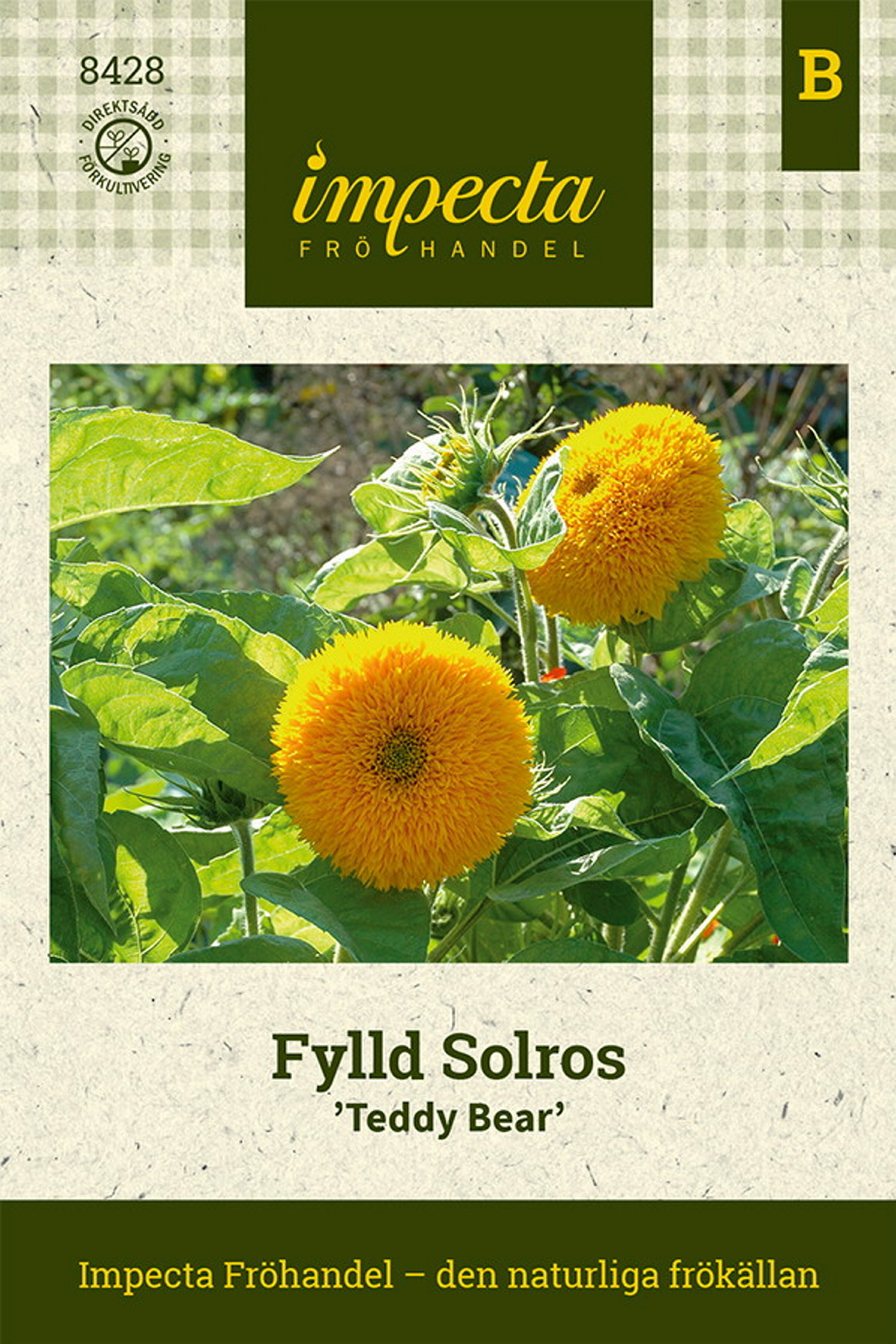 Fylld Solros 'Teddy Bear'