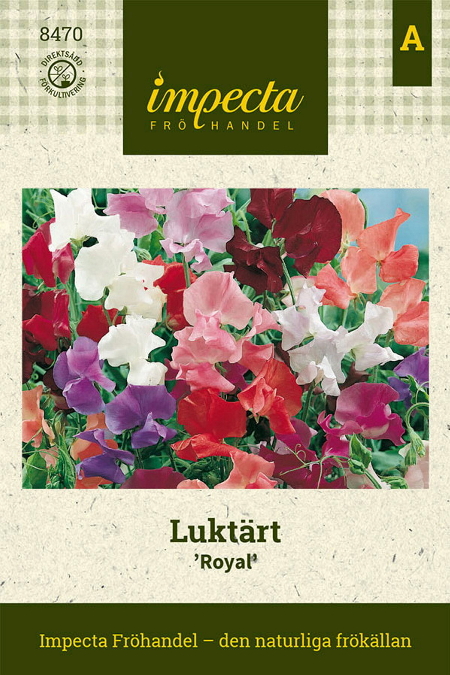 Luktärt 'Royal'