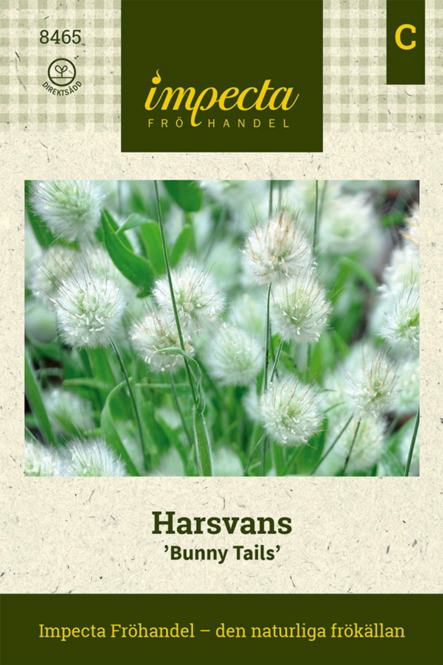 Lagurus ovatus 'Bunny Tails'