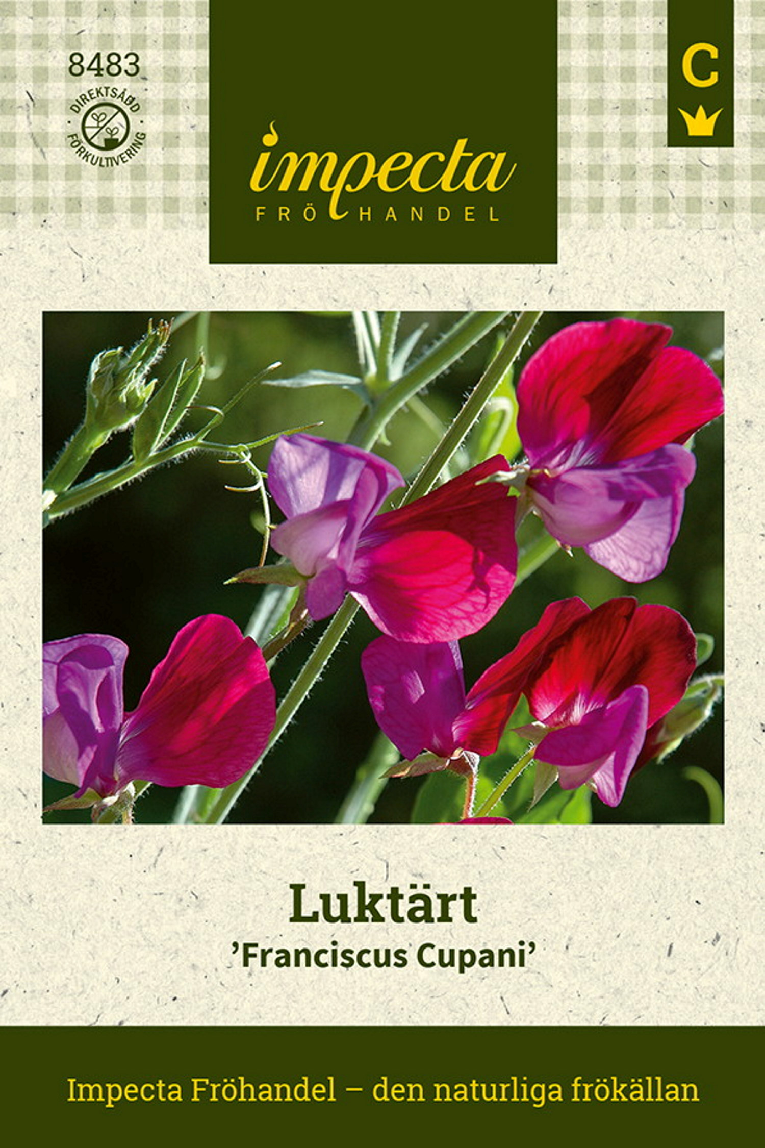 Luktärt 'Franciscus Cupani'