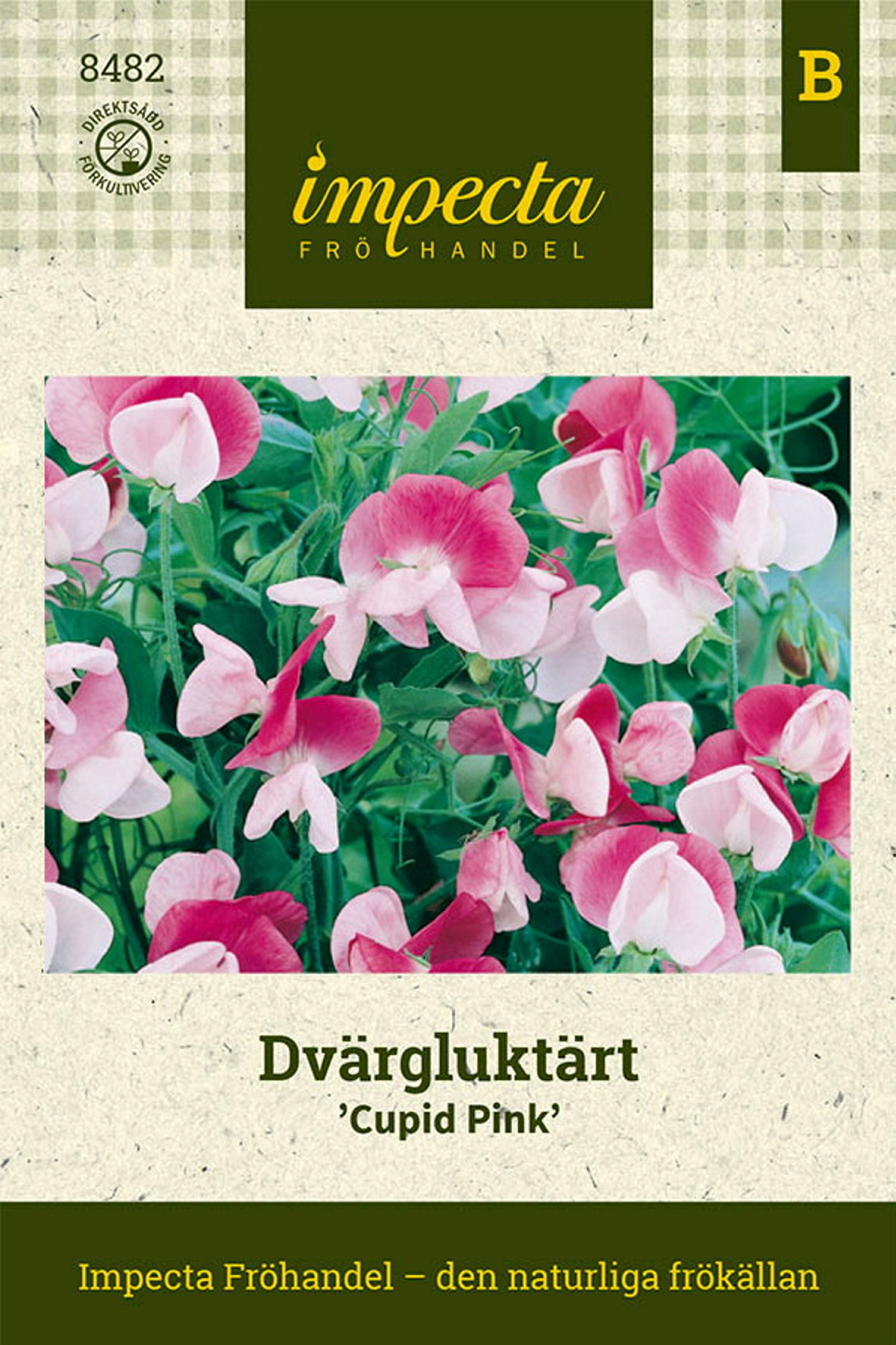 Dvärgluktärt 'Cupid Pink'