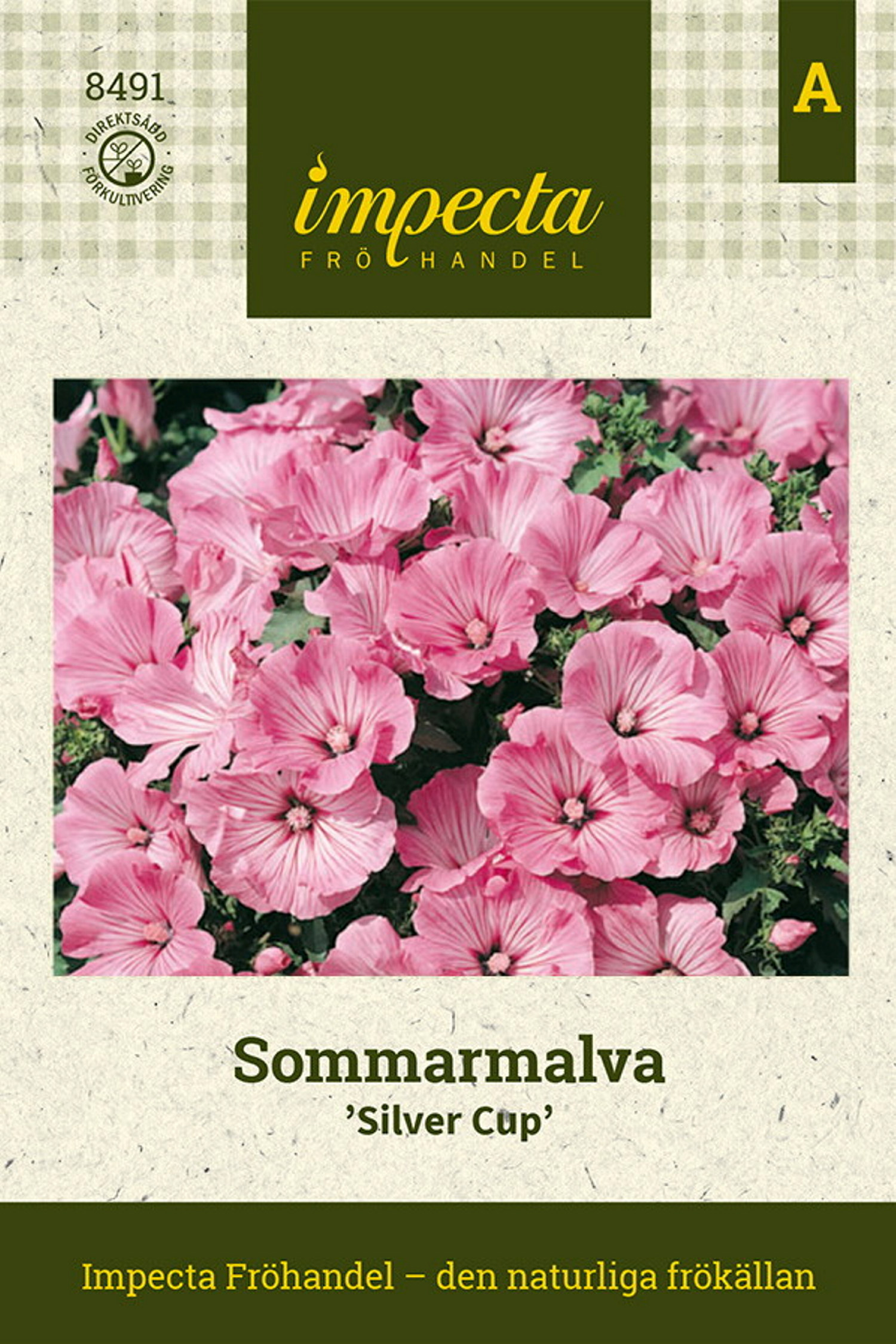 Sommarmalva 'Silver Cup'