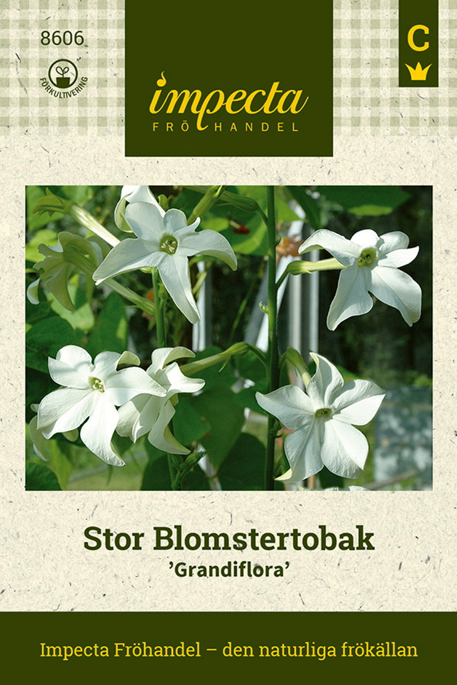 Stor Blomstertobak 'Grandiflora'