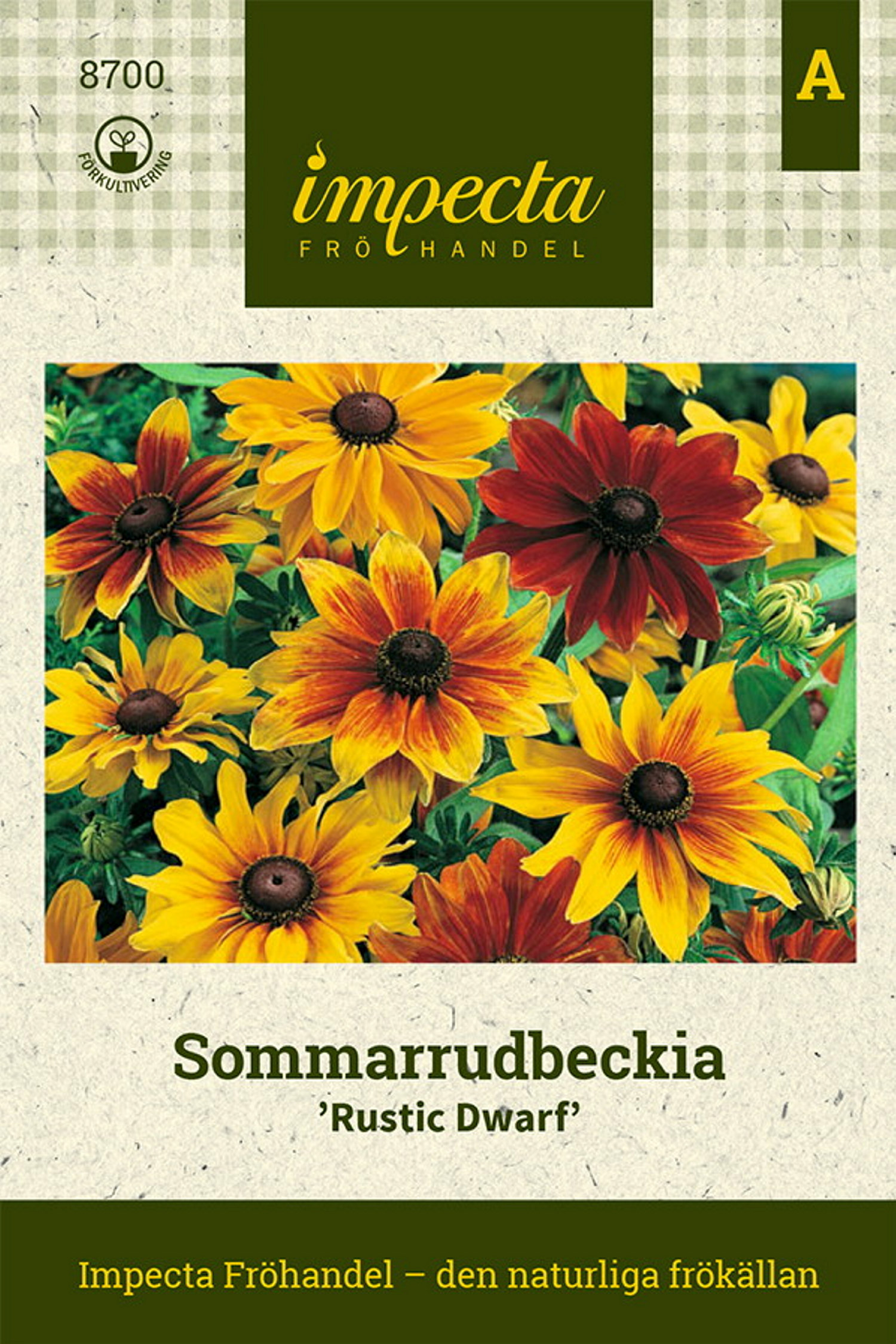 Sommarrudbeckia 'Rustic Dwarf'
