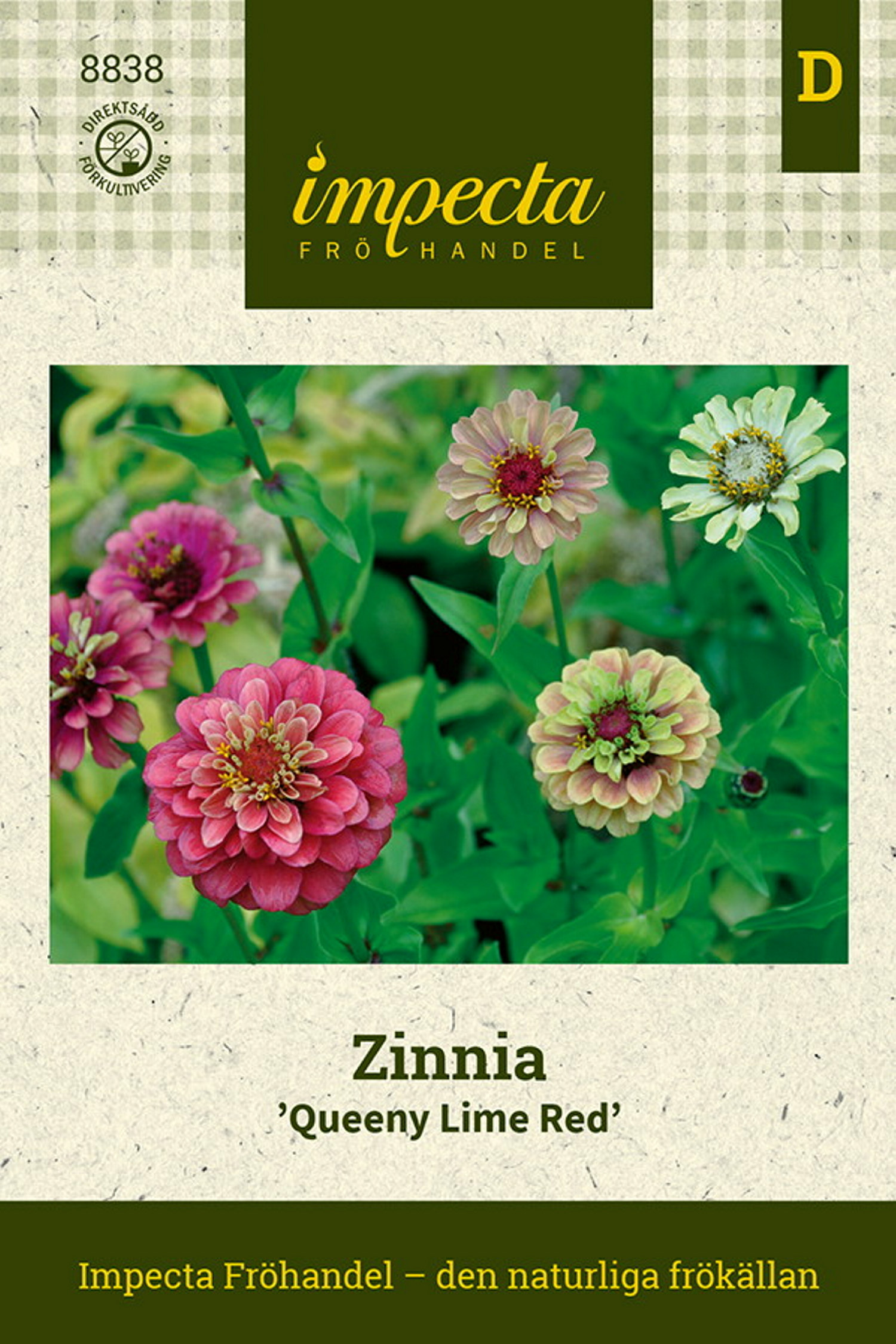 Zinnia elegans 'Queeny Lime Red'