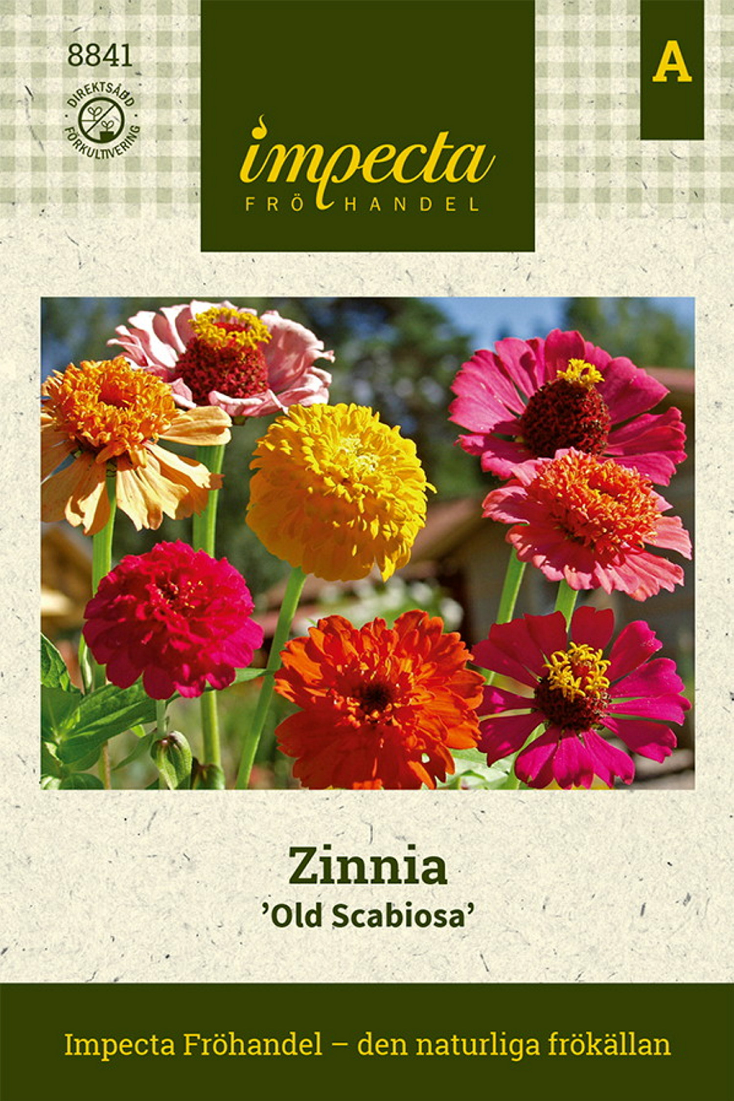Zinnia 'Old Scabiosa'
