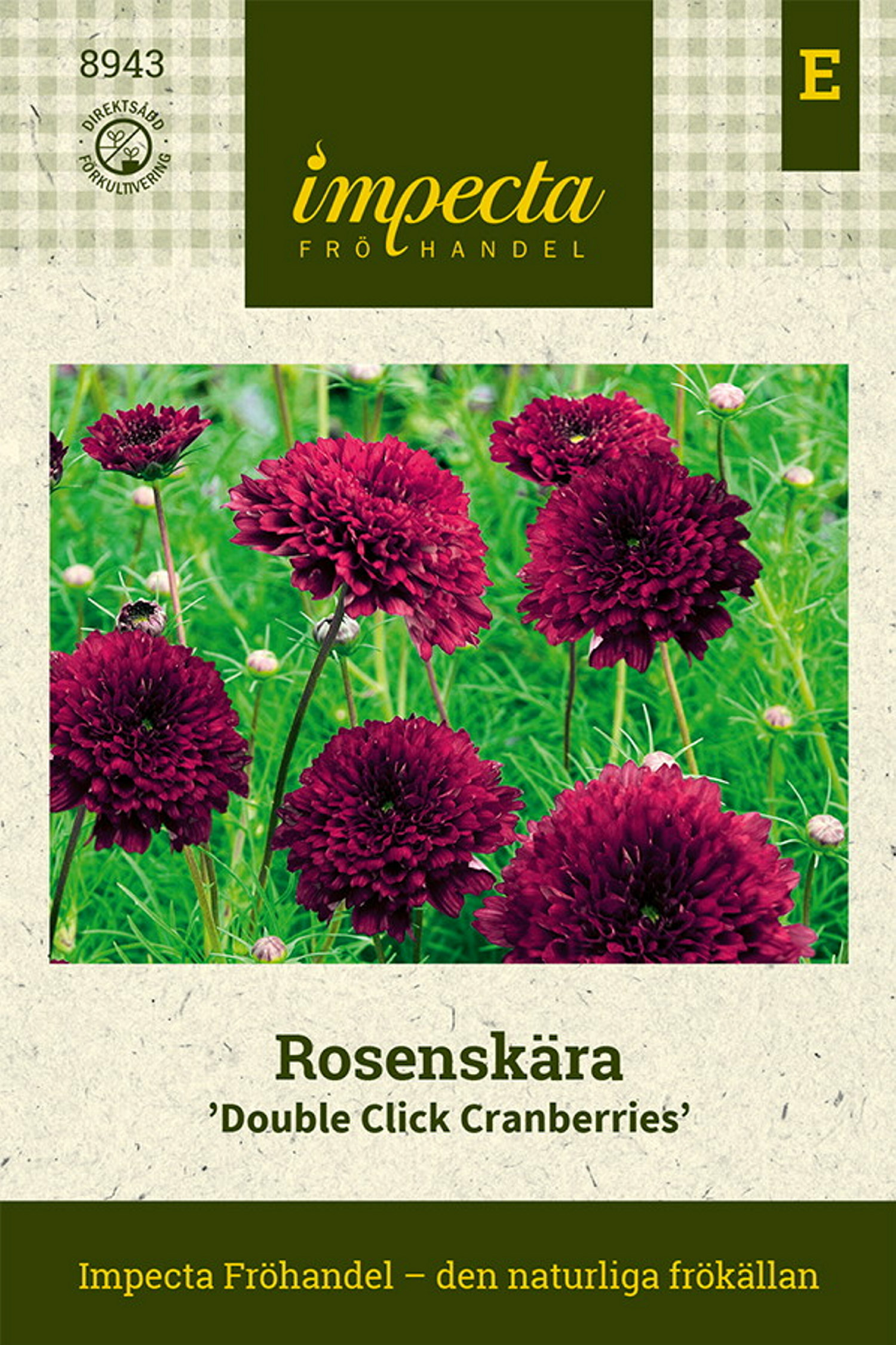 Cosmos bipinnatus 'Double Click Cranberries'