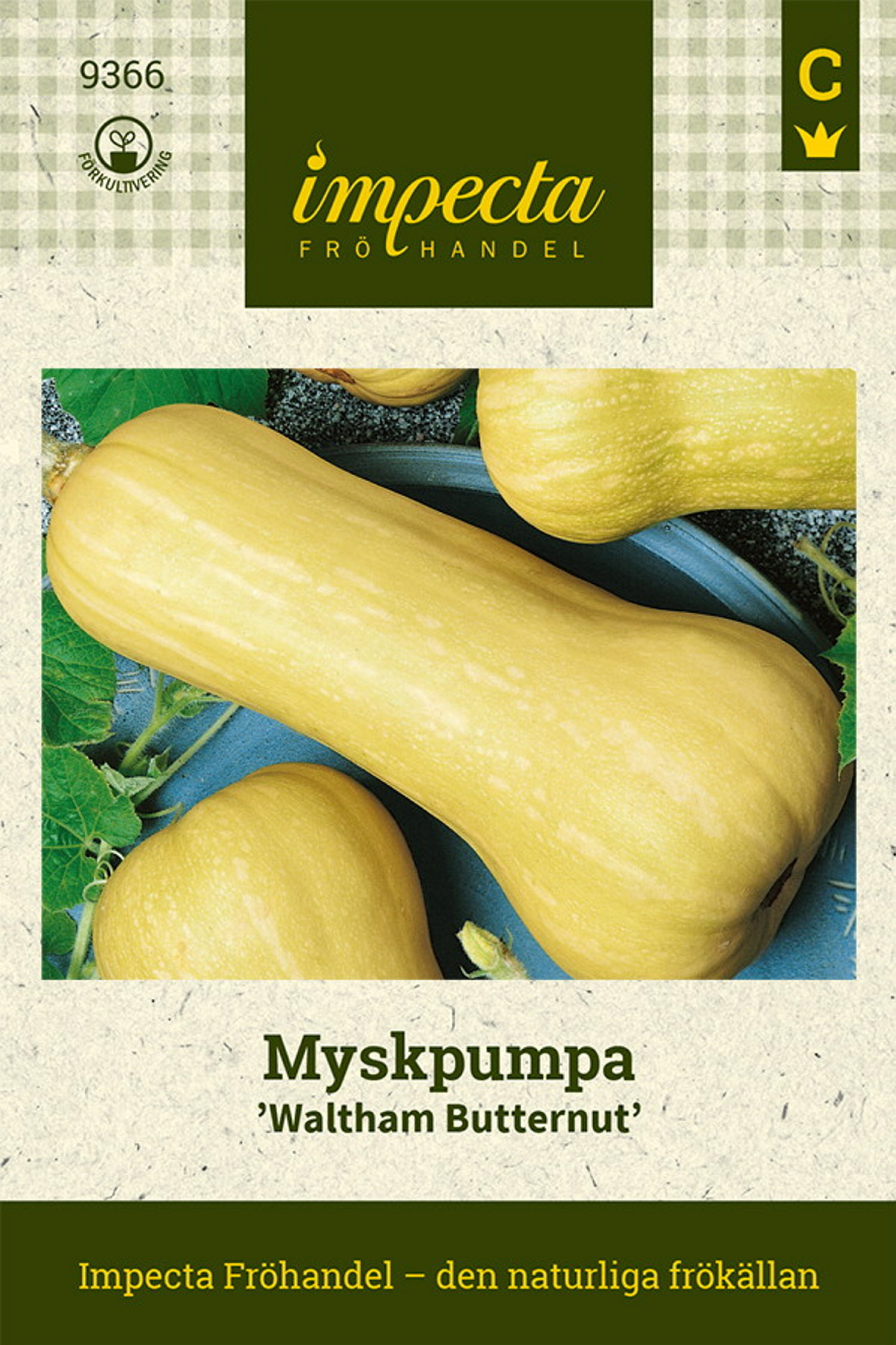 Myskpumpa 'Waltham Butternut'