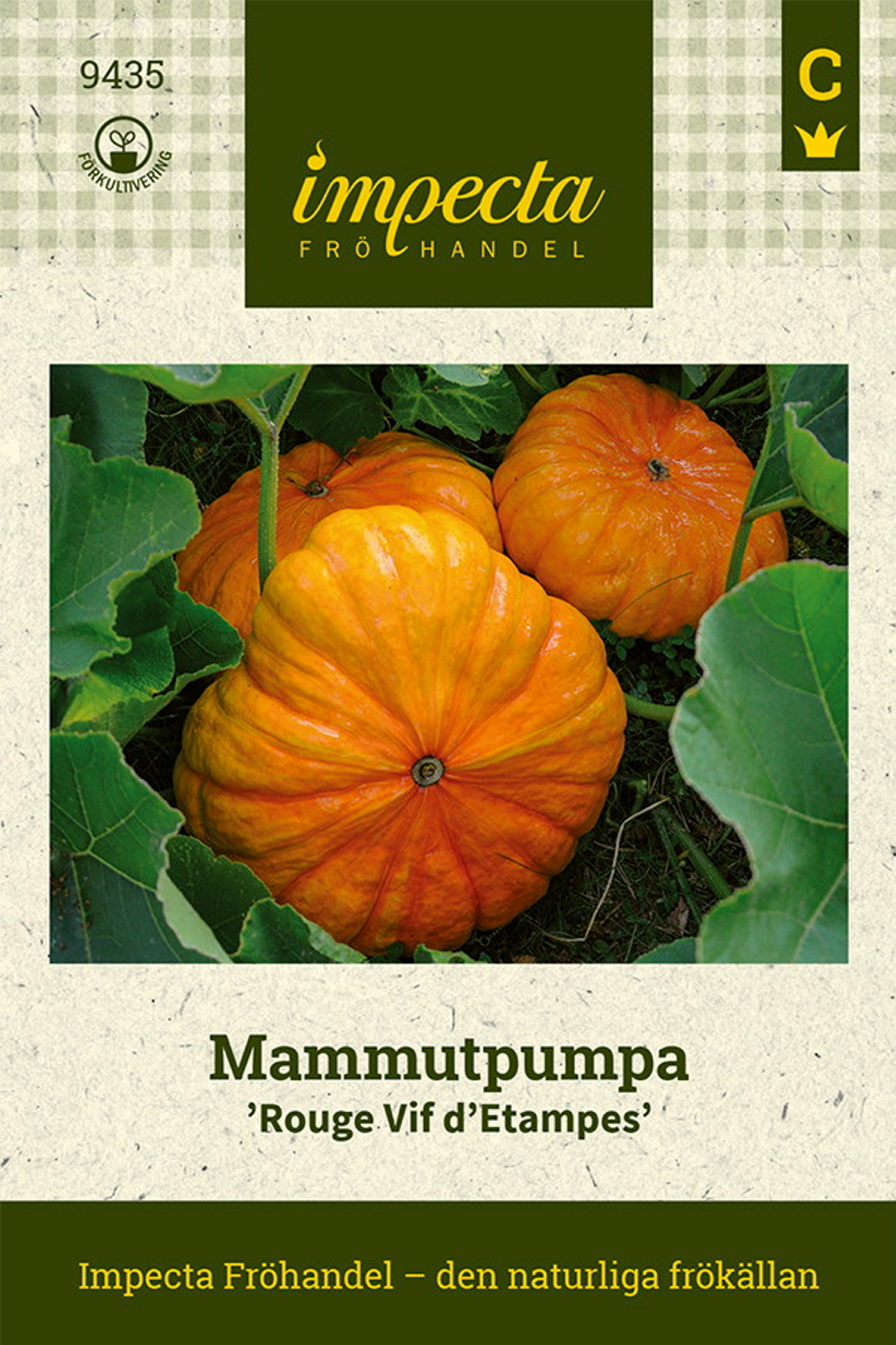 Mammutpumpa 'Rouge Vif d'Etampes'