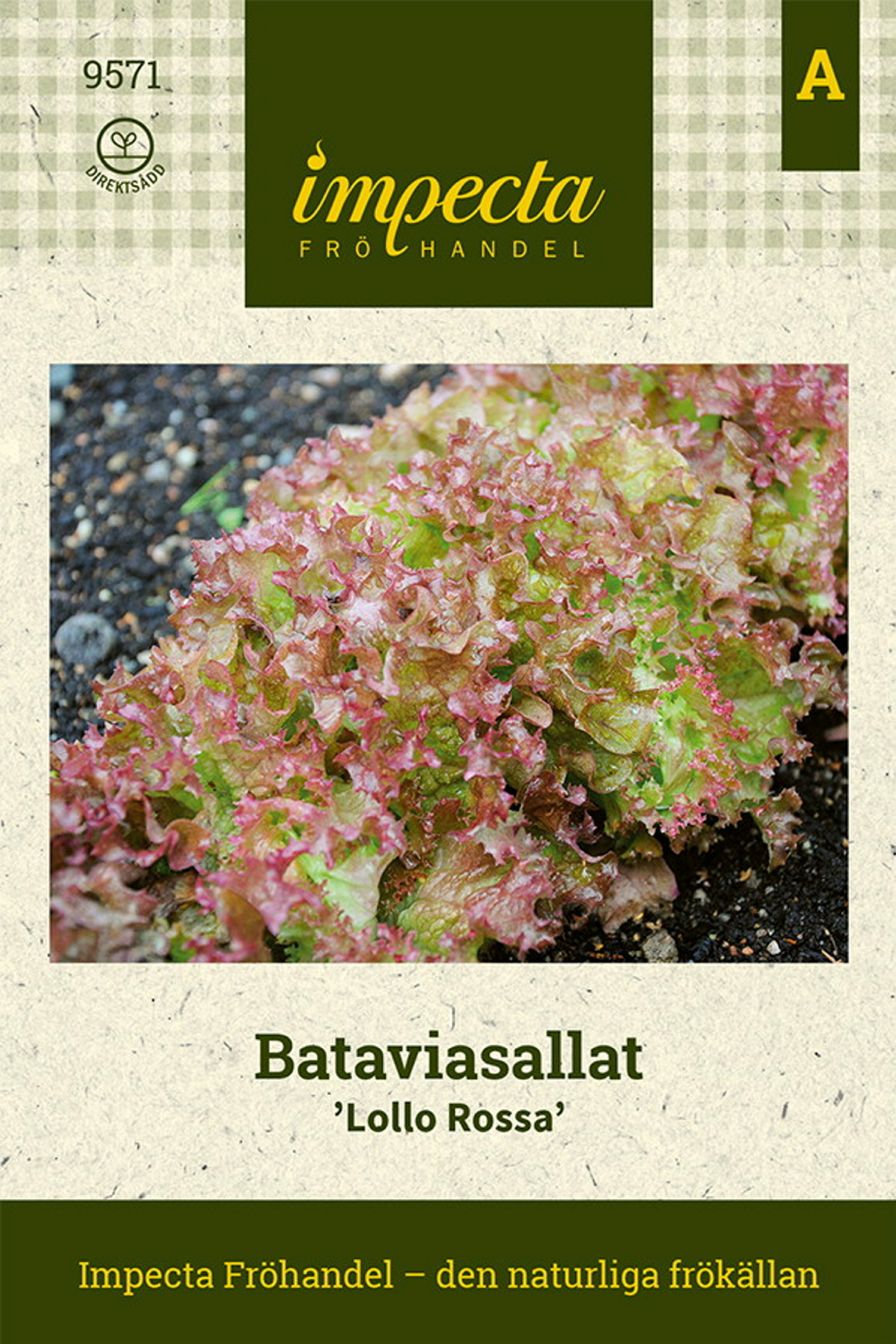 Lactuca sativa 'Lollo Rossa'