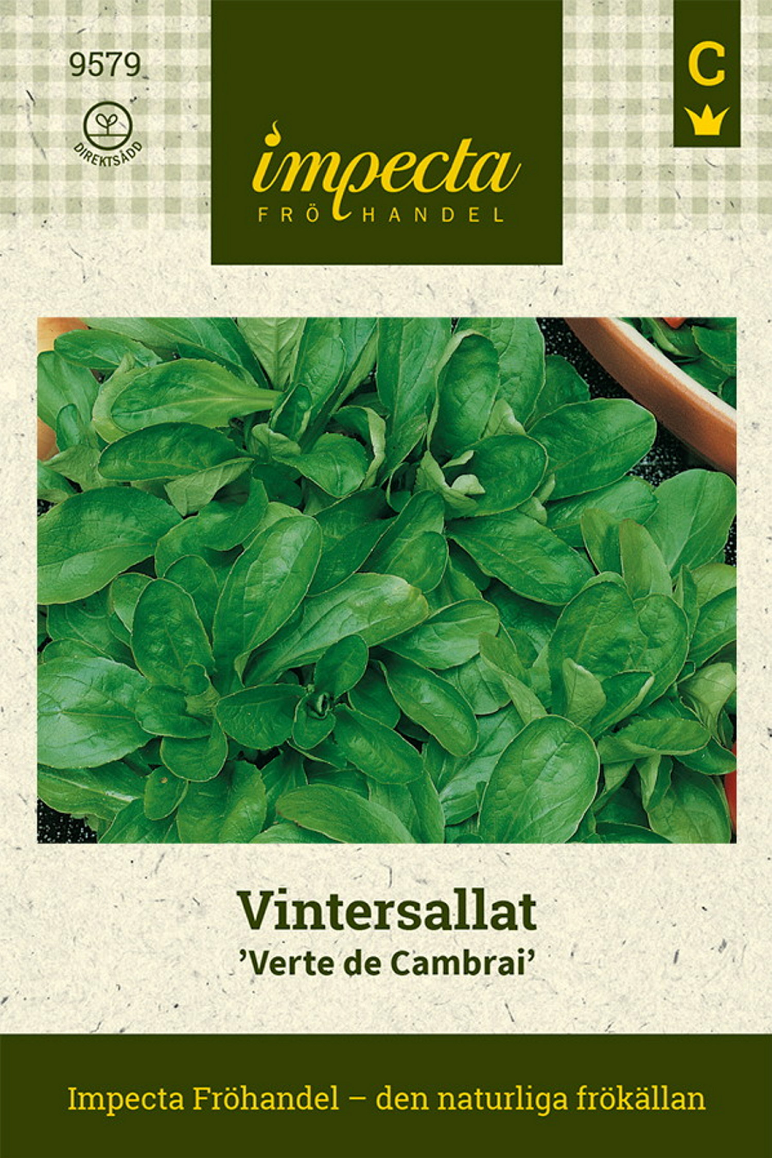 Valerianella locusta 'Verte de Cambrai'