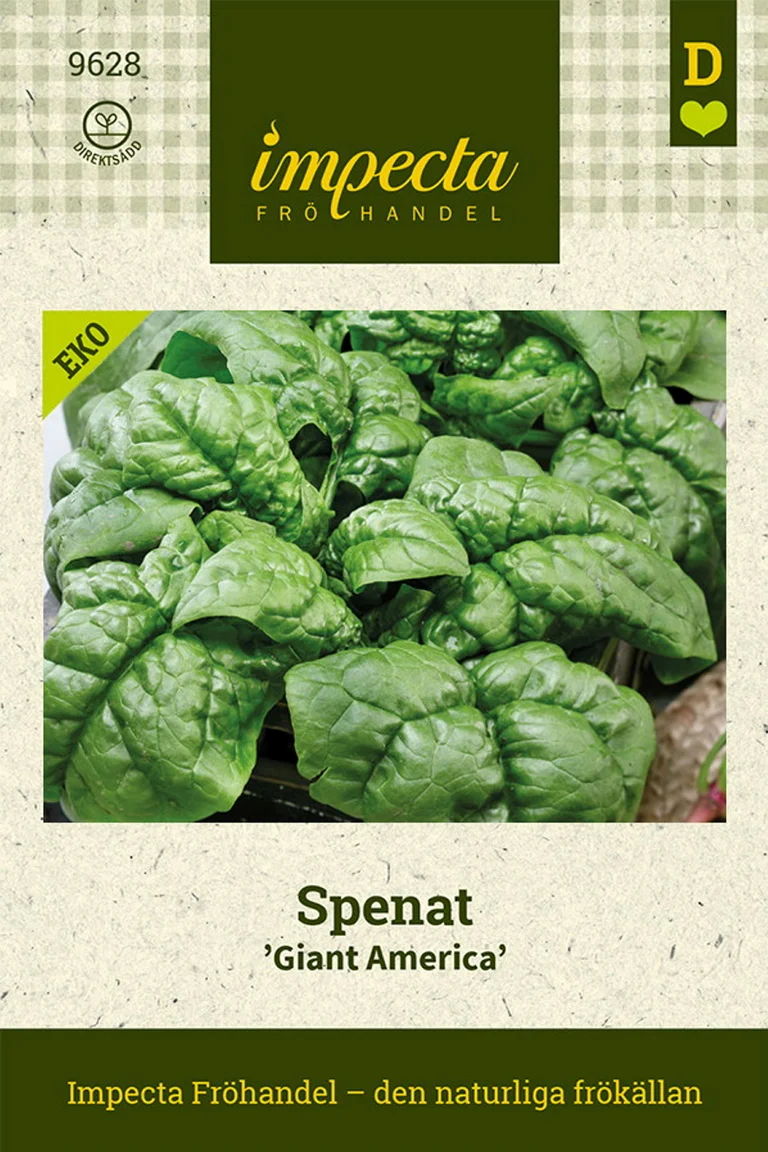 Spenat Giant America