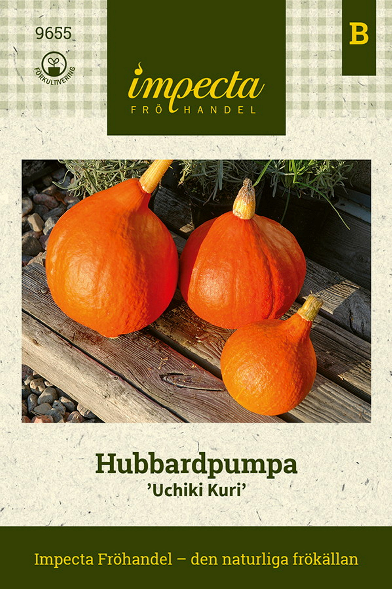 Hubbardpumpa 'Uchiki Kuri'