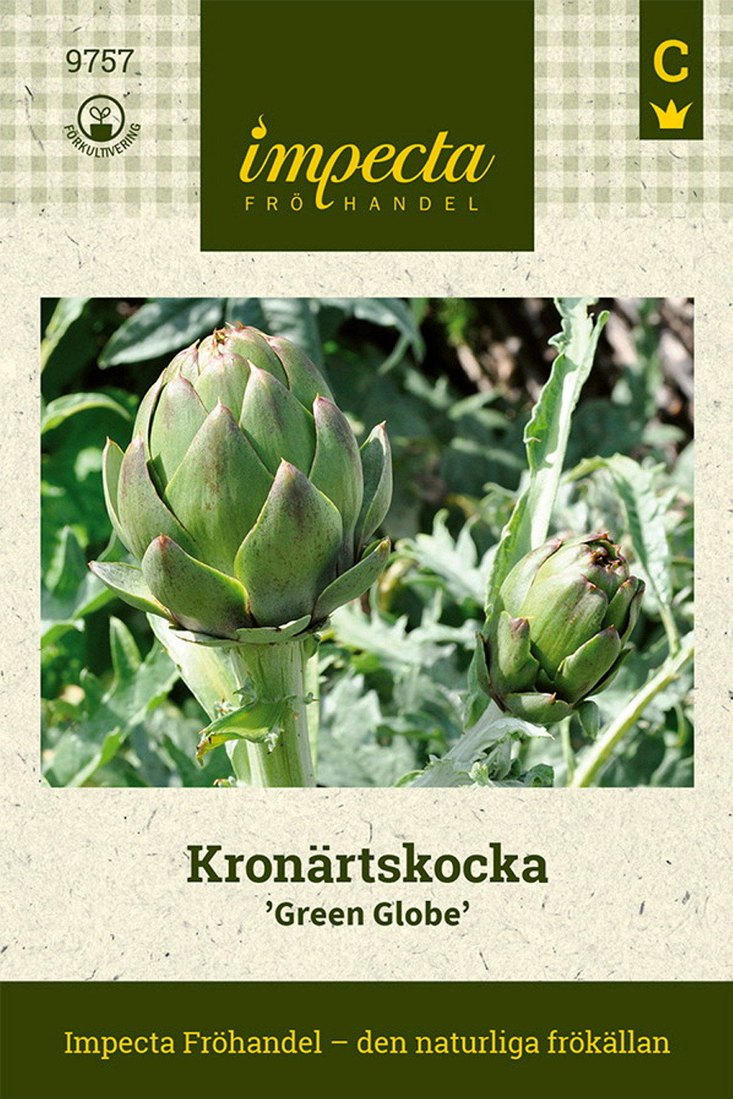 Kronärtskocka 'Green Globe'