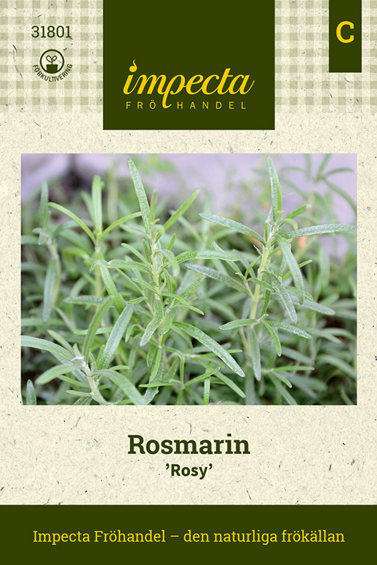 Rosmarin 'Rosy'