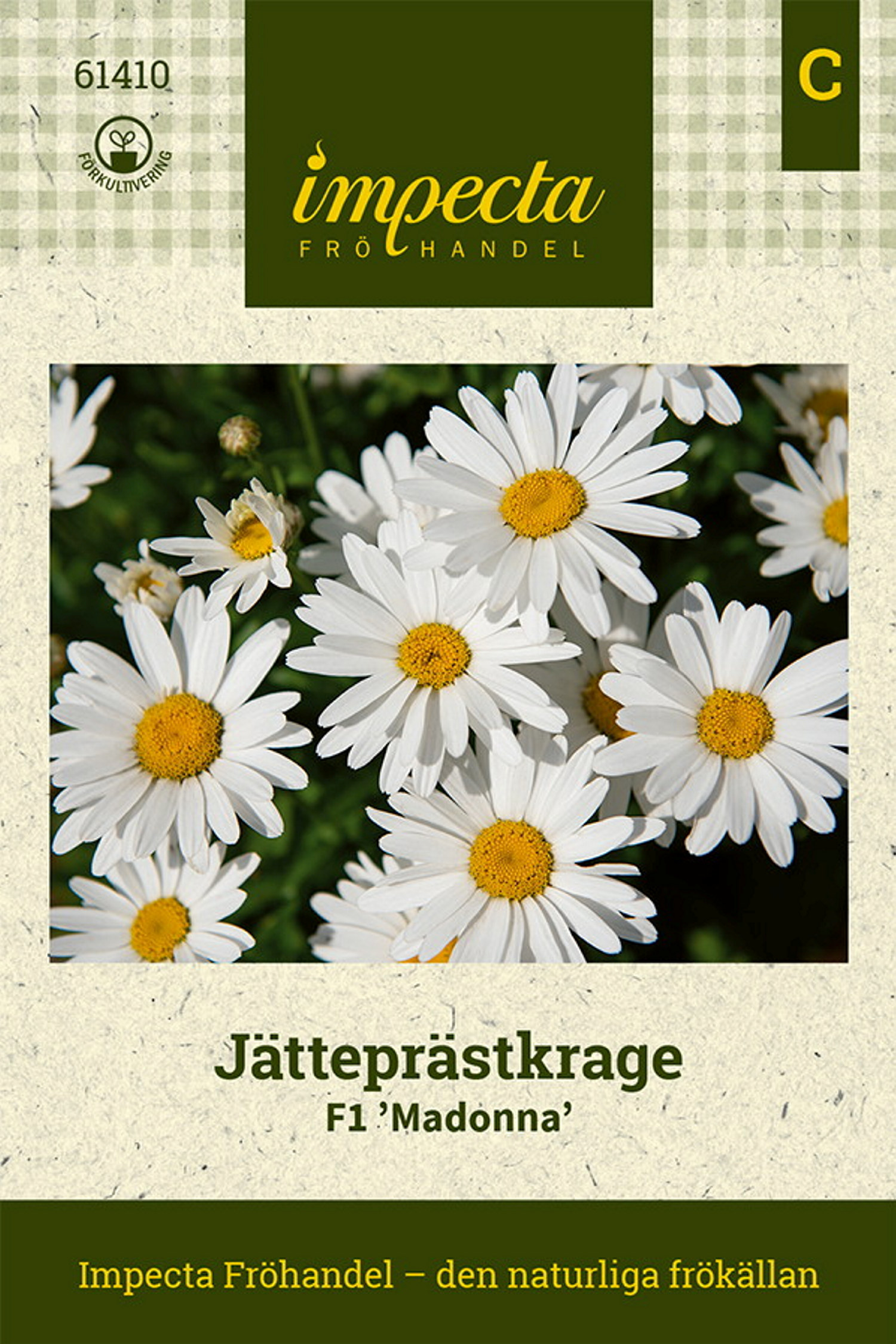Jätteprästkrage F1 'Madonna'