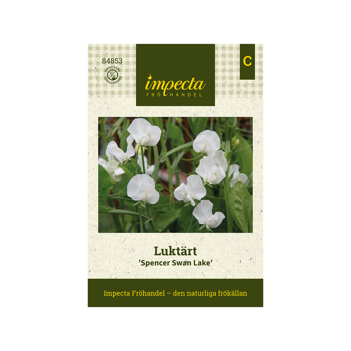 Luktärt 'Spencer Swan Lake'