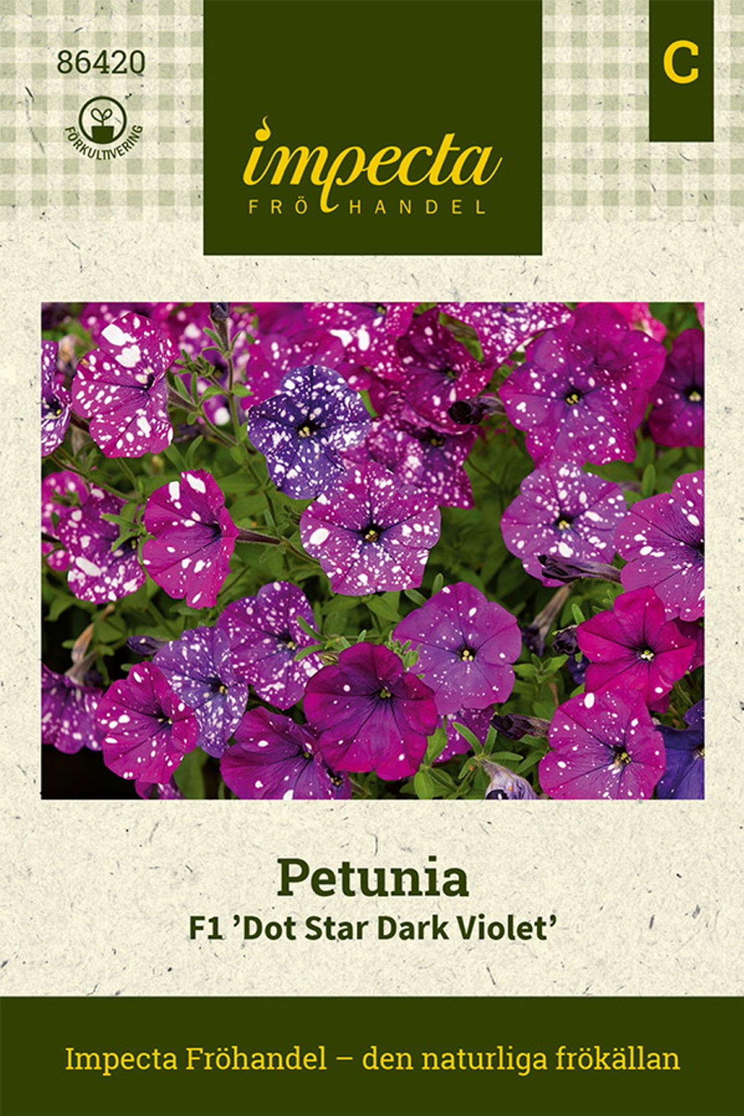 Petunia hybrida multiflora F1 'Dot Star Dark Violet'