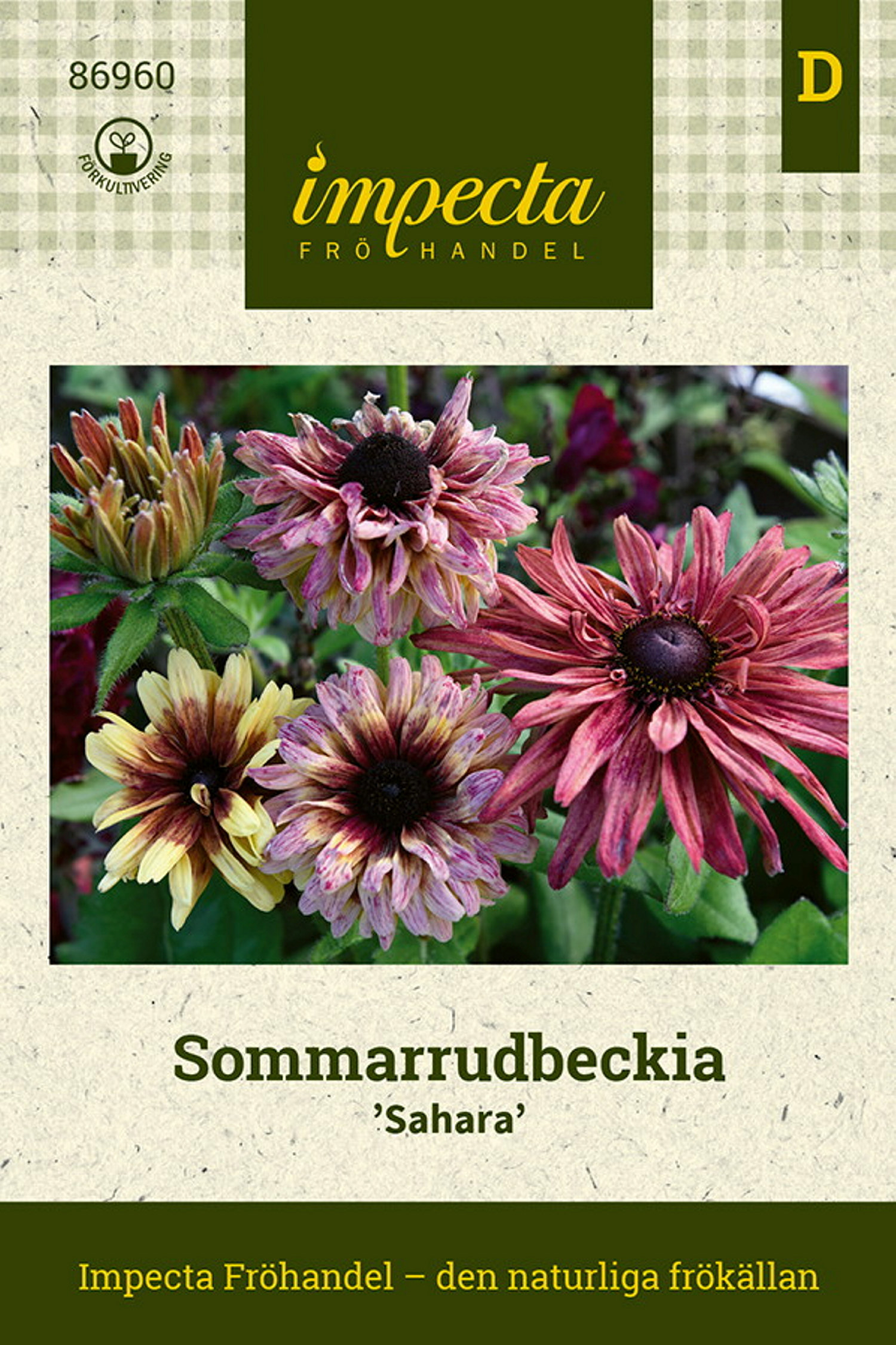 Sommarrudbeckia 'Sahara'