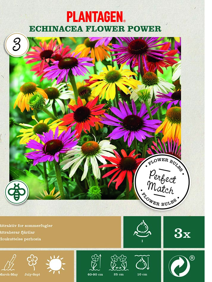 Perfect Match - Echinacea Flower Power
