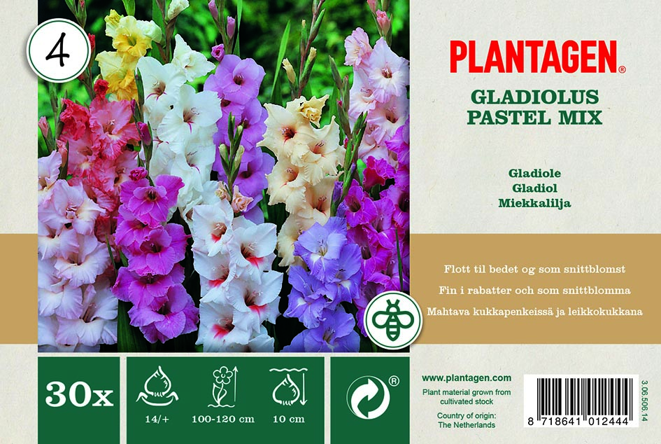 Gladiol pastel Miks