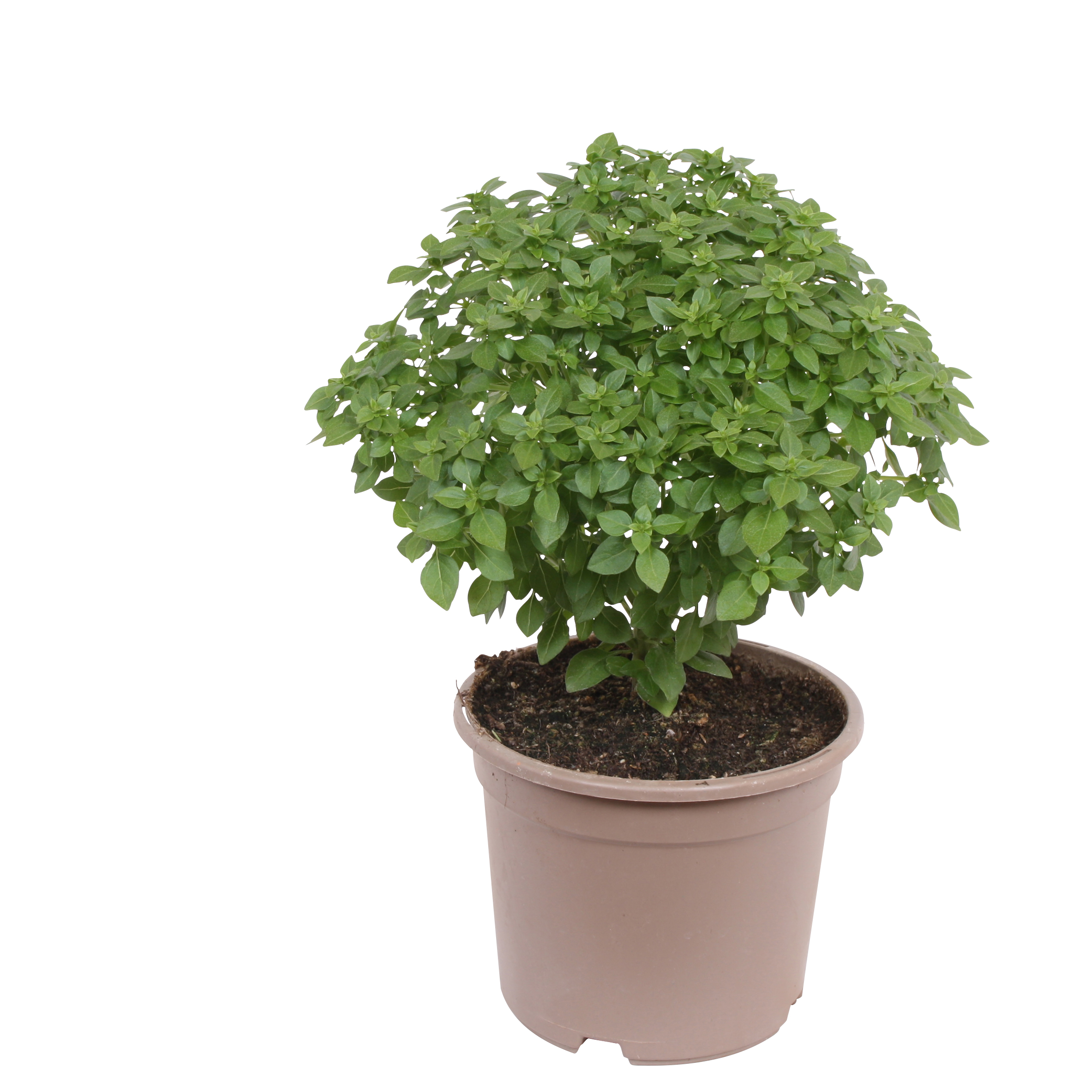 Småbladig basilika 'Greek Bush'