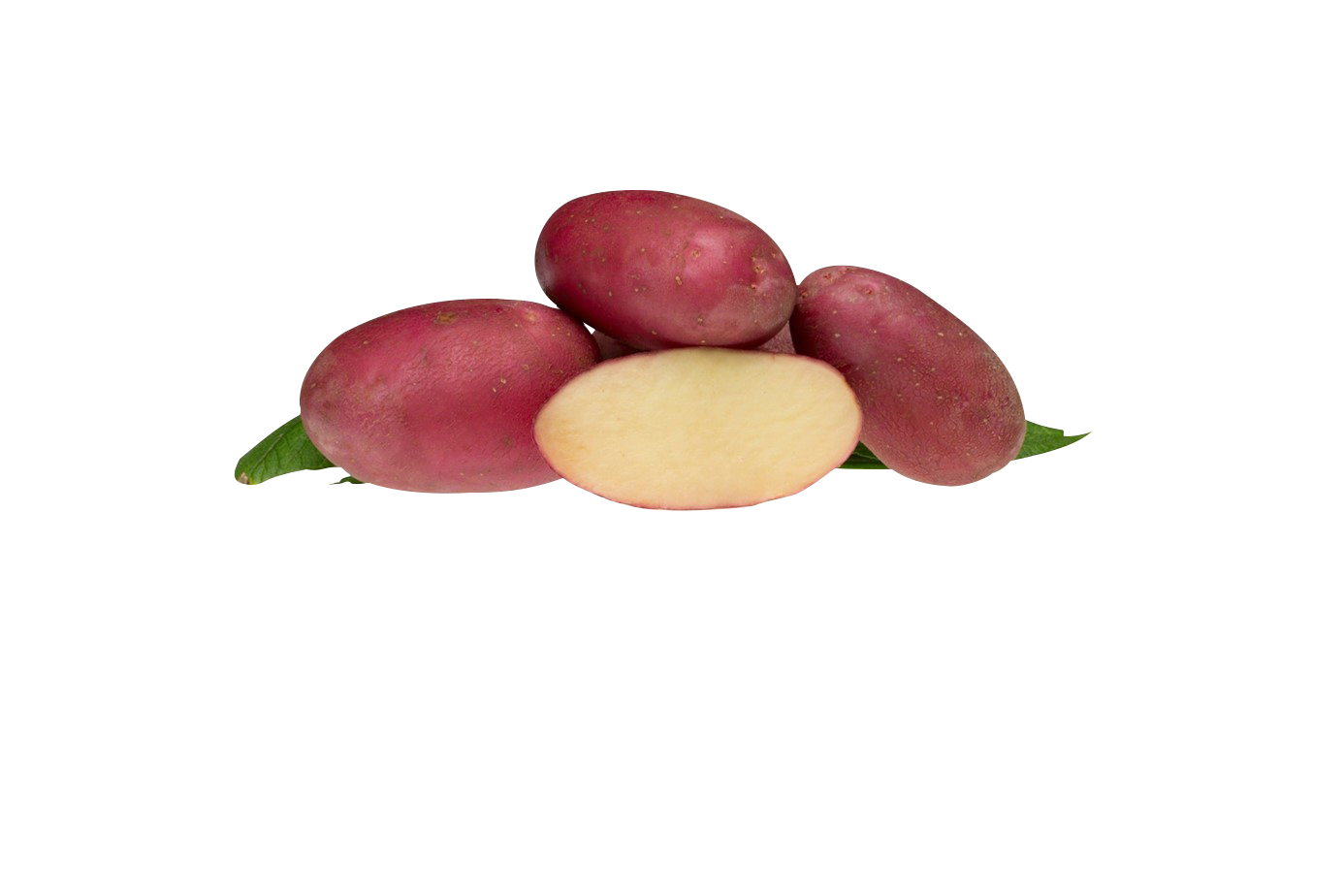 Sättpotatis 'Evolution'