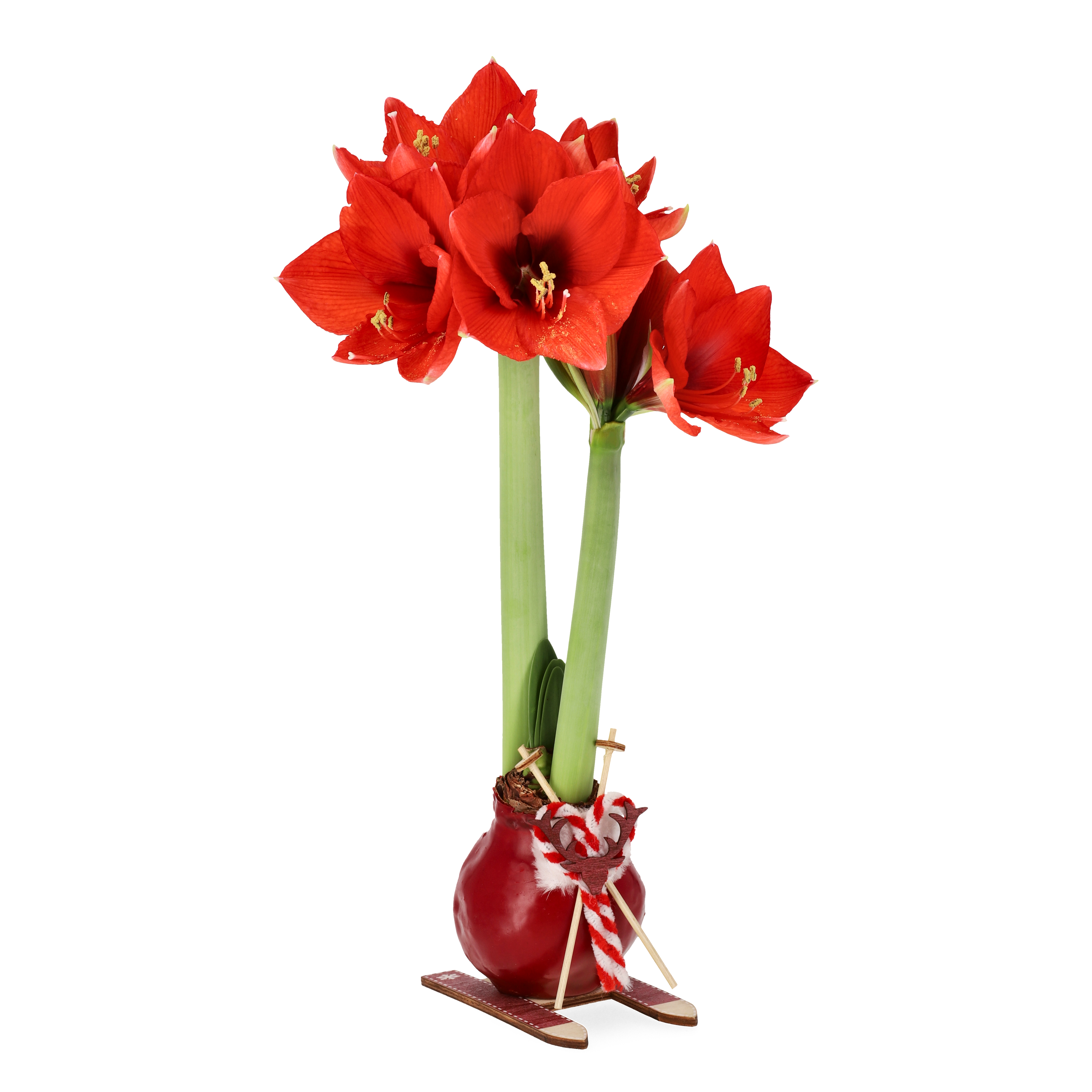 Hippeastrum Wax Ski