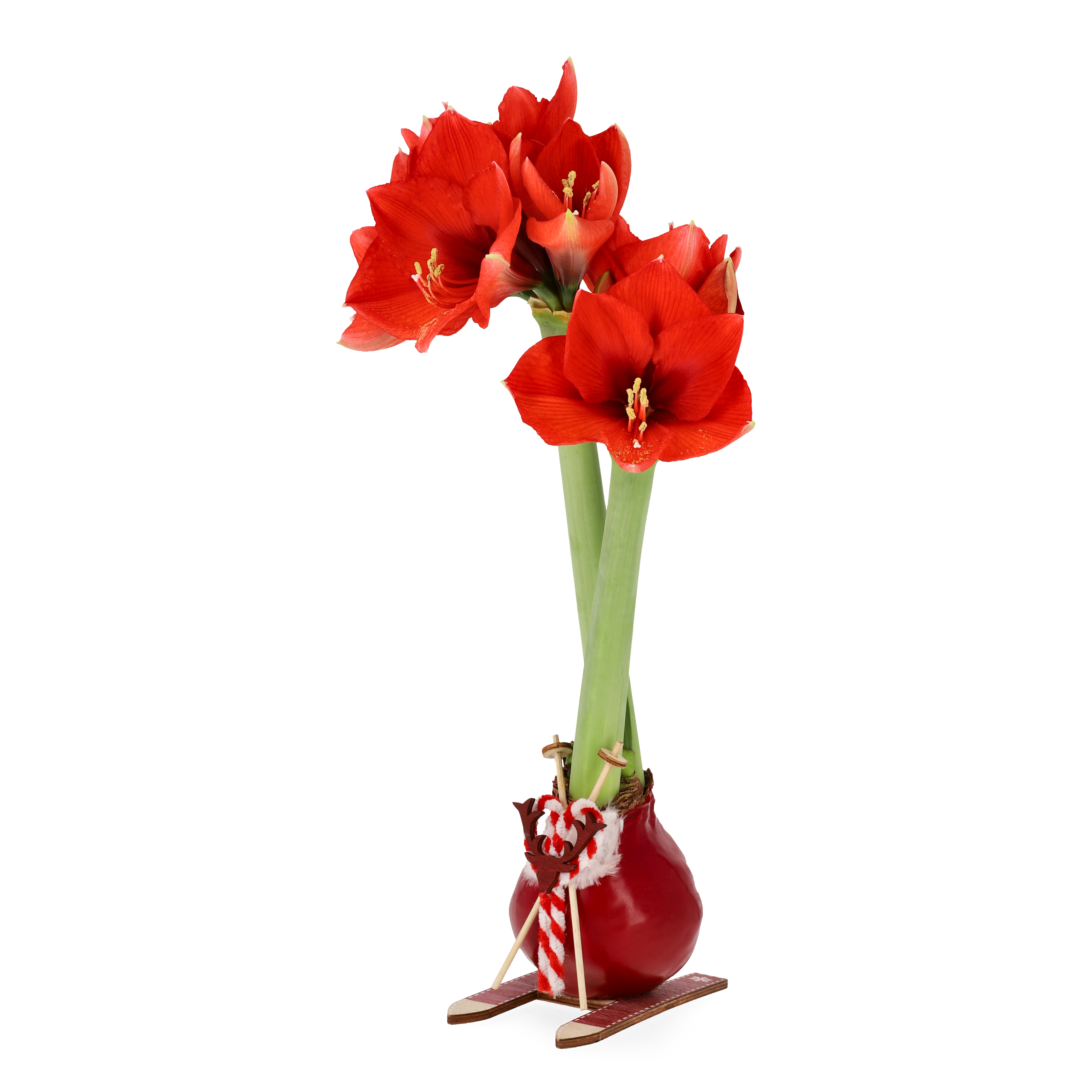 Hippeastrum Wax Ski