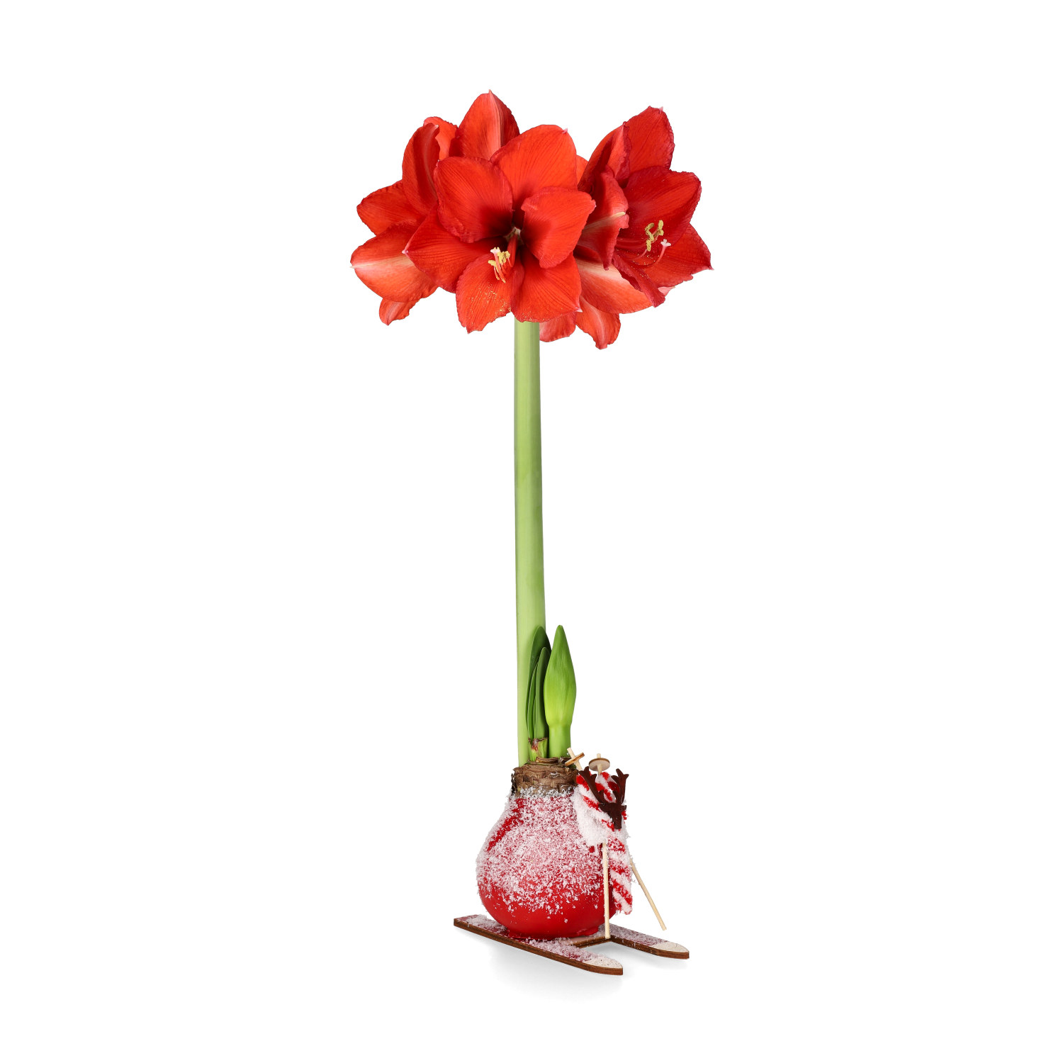 Hippeastrum Wax Ski