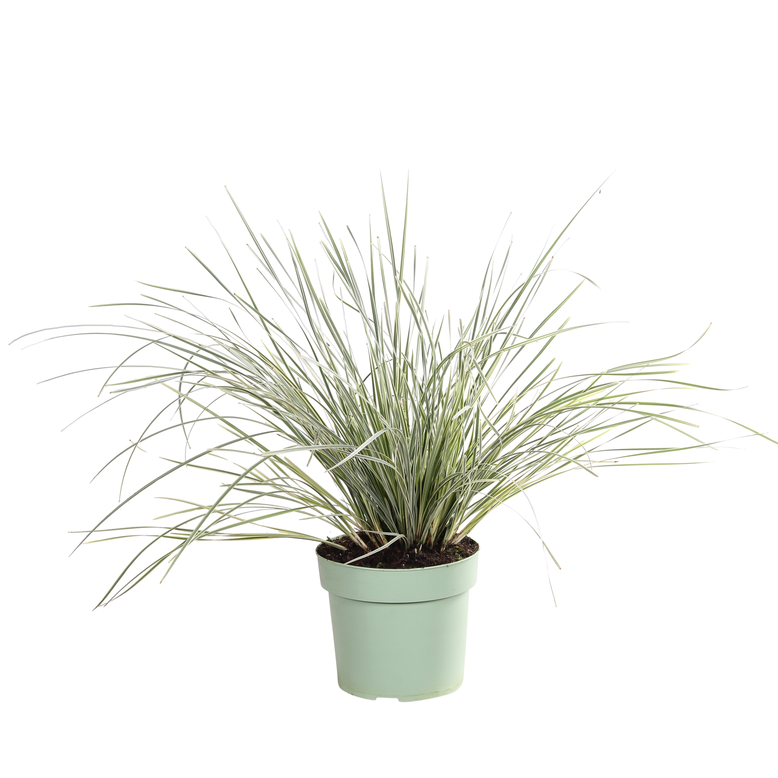 Lomandra 'White Sands'
