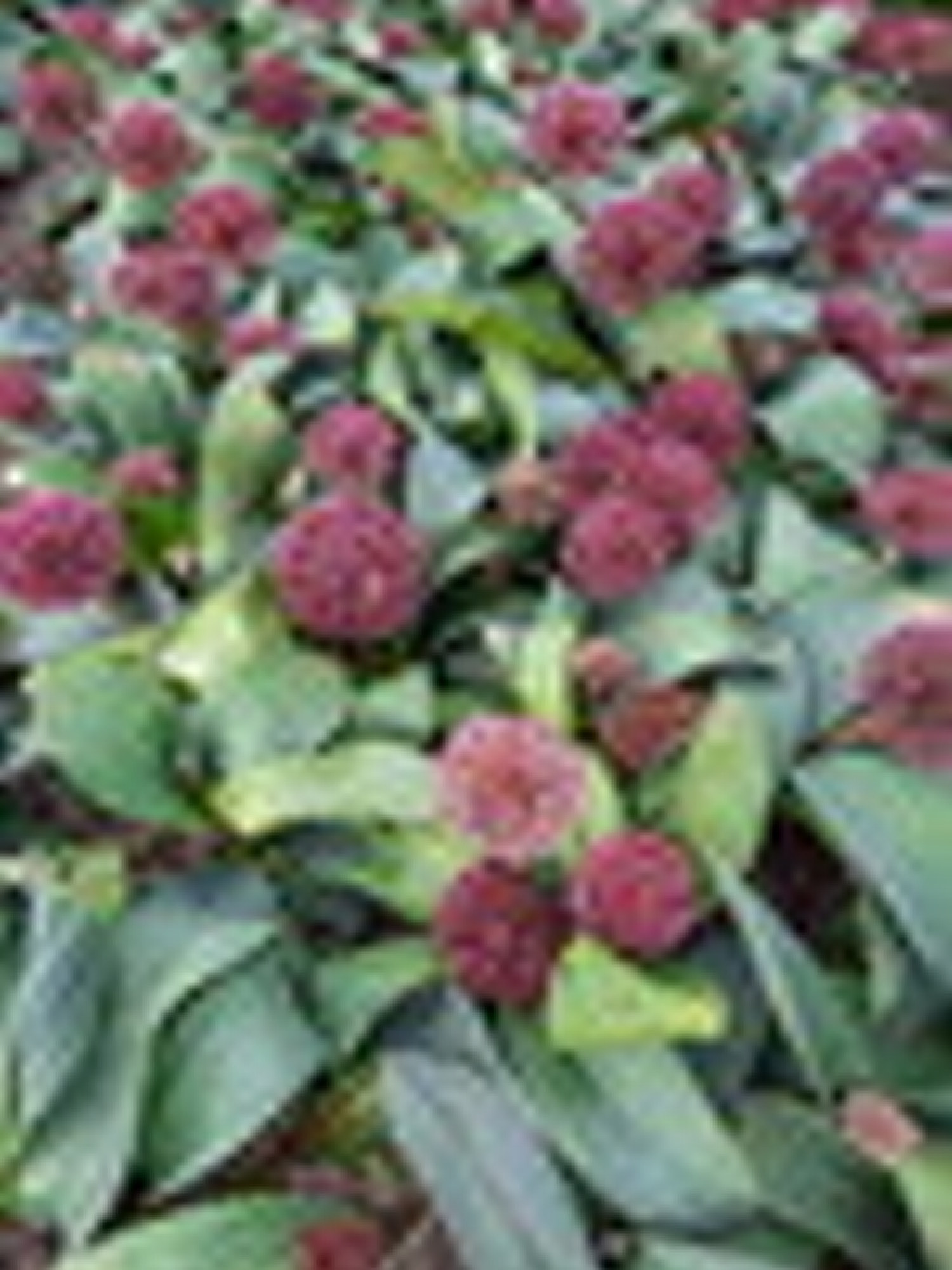 Allium Red Giant