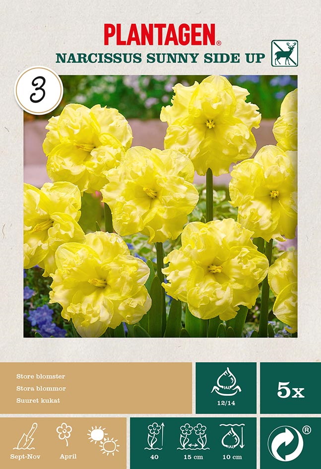 Narciss 'Sunny Side Up'