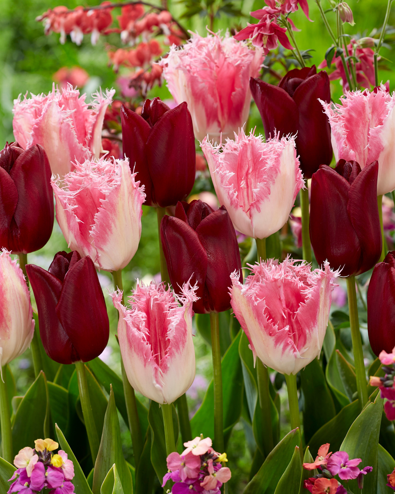Tulip Mix Crispy Velvet - 9 bulbs