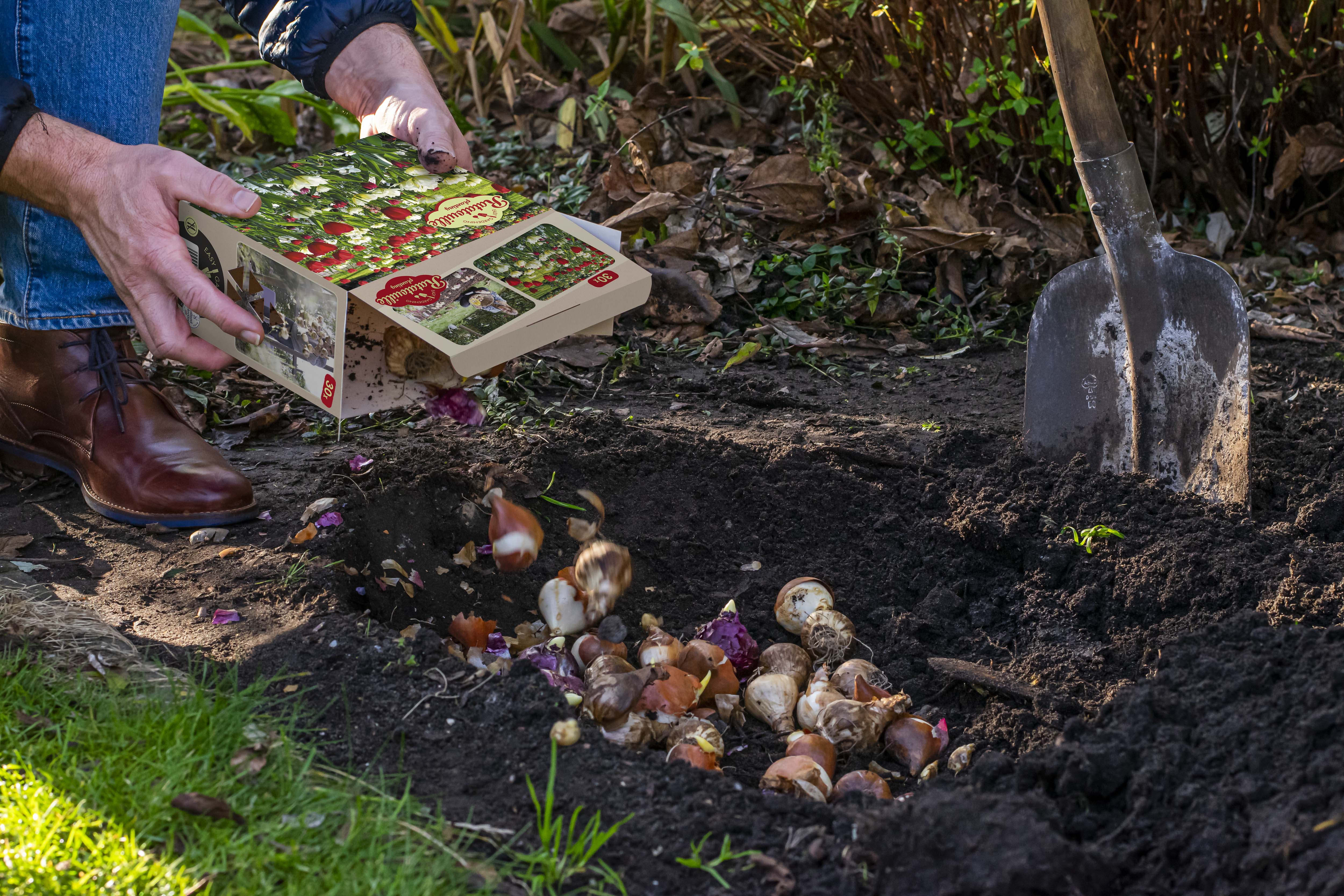 Vårblommande lök mix Ratatouille