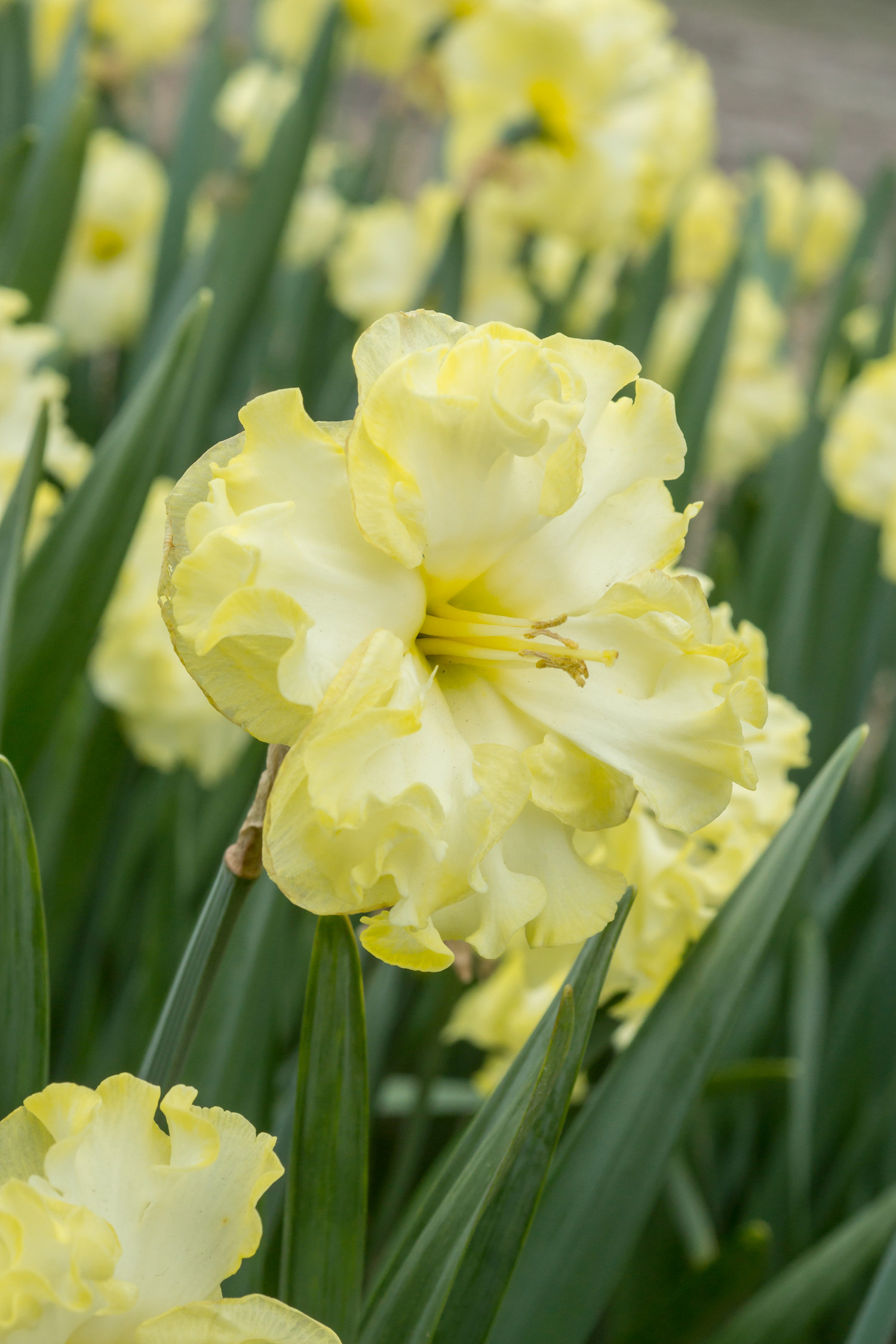 Narciss 'Sunny Side Up'