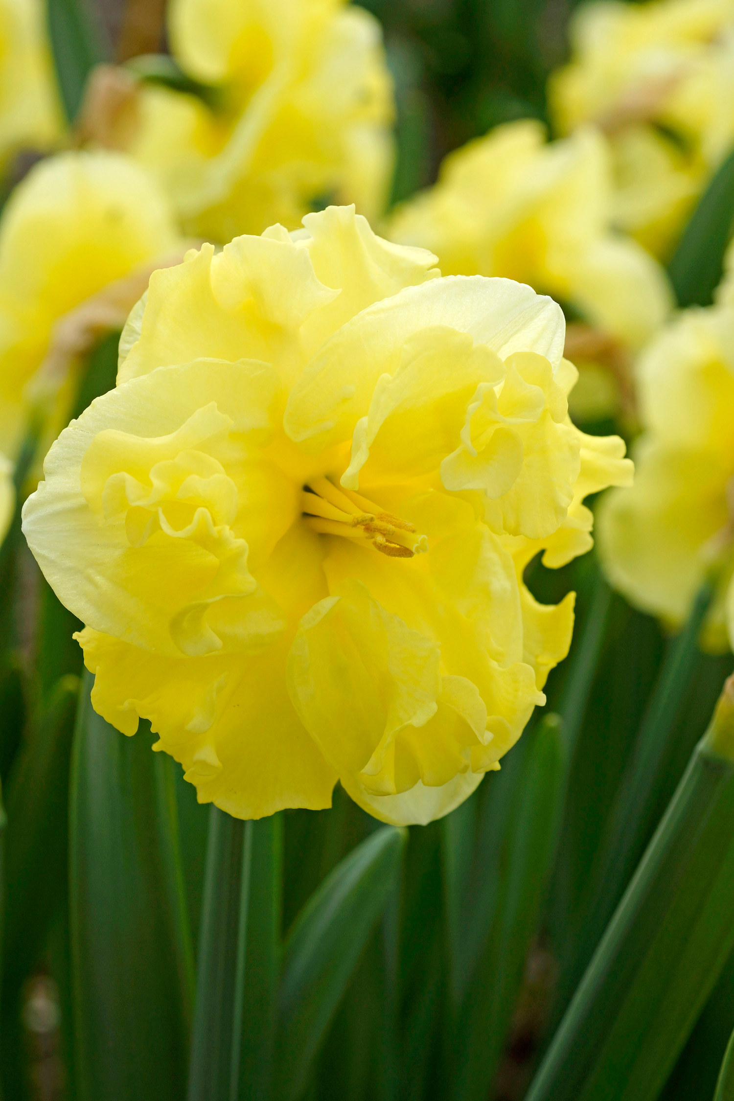 Narciss 'Sunny Side Up'