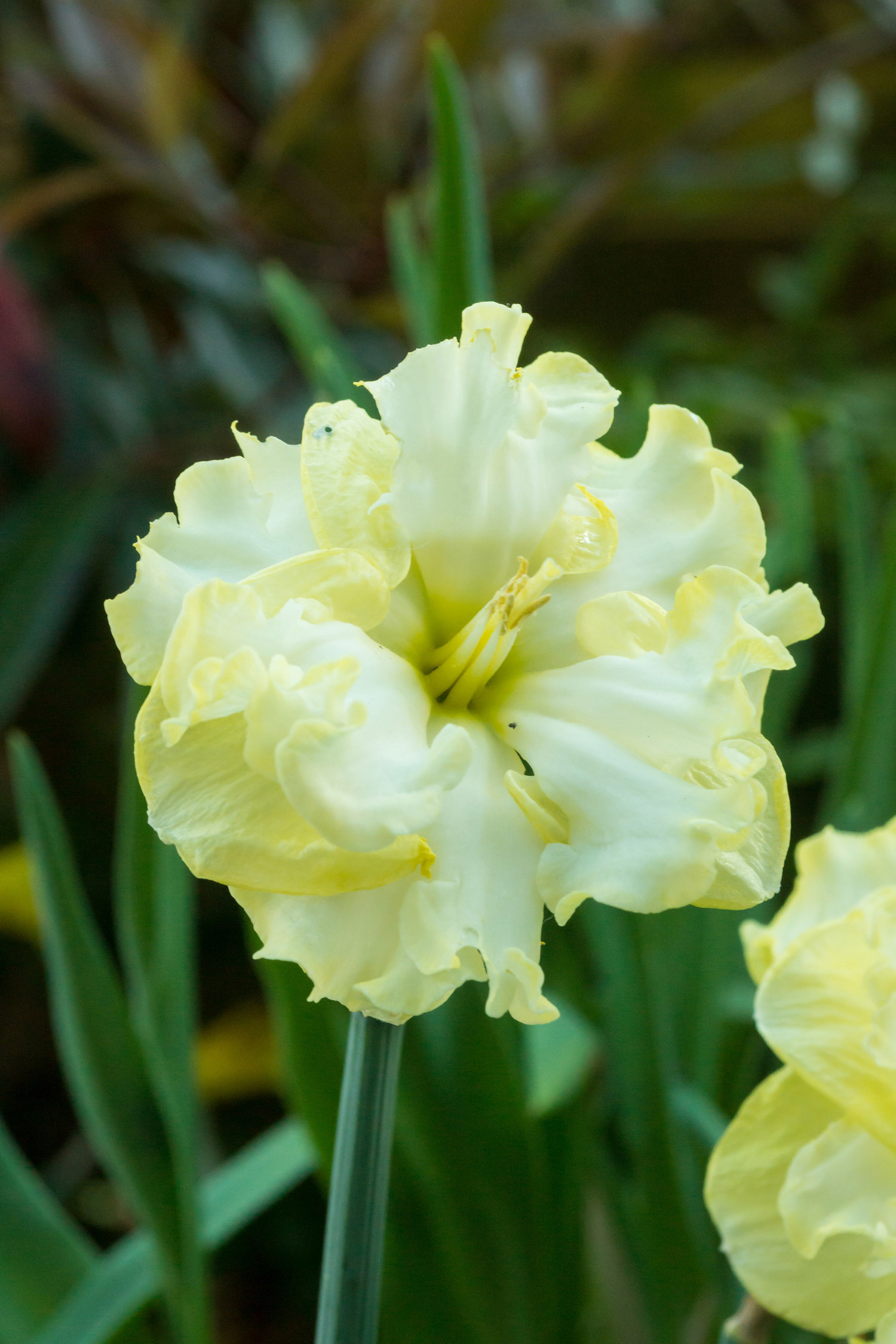 Narciss 'Sunny Side Up'