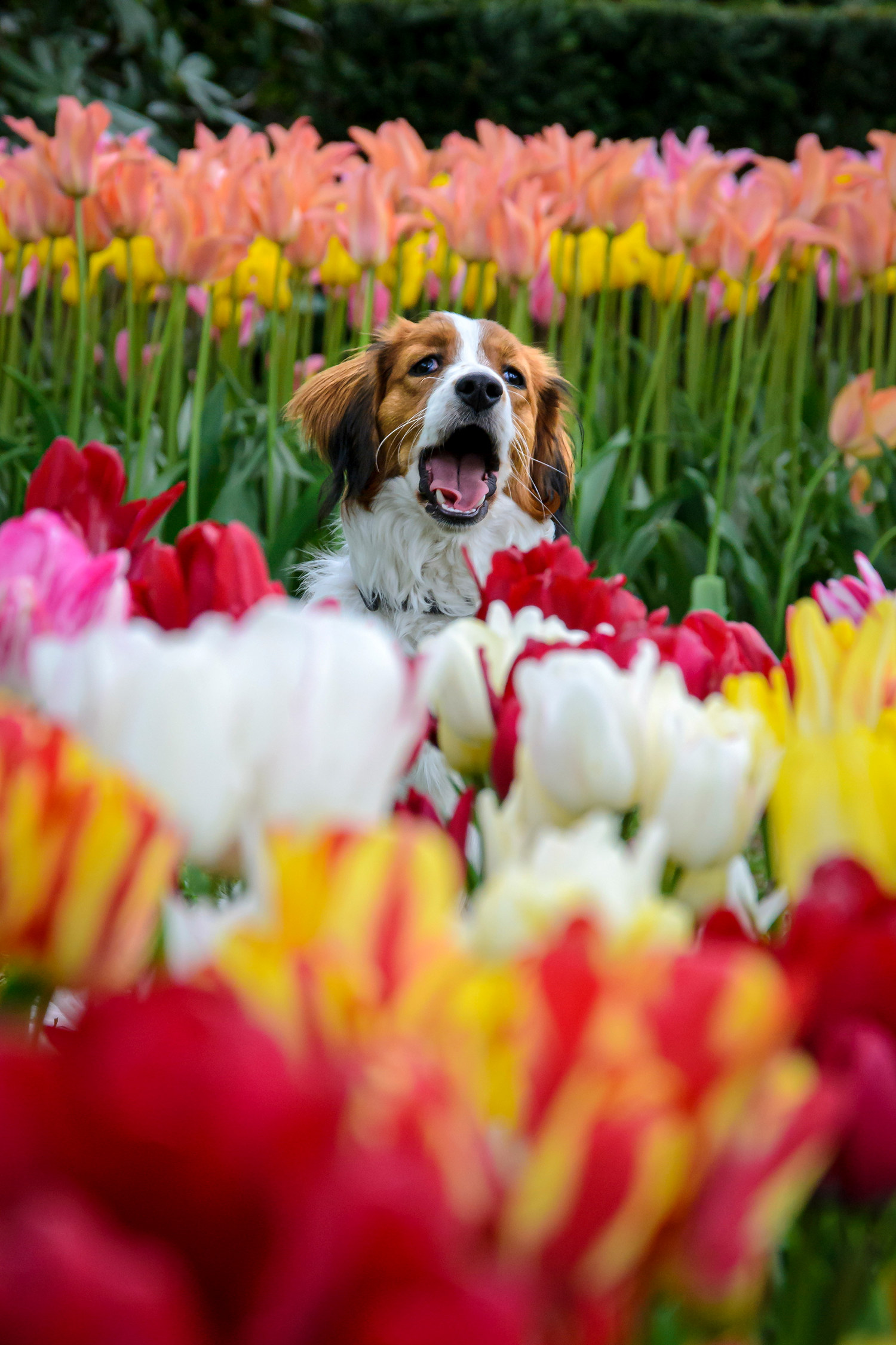 Tulipan flerblomstret, miks