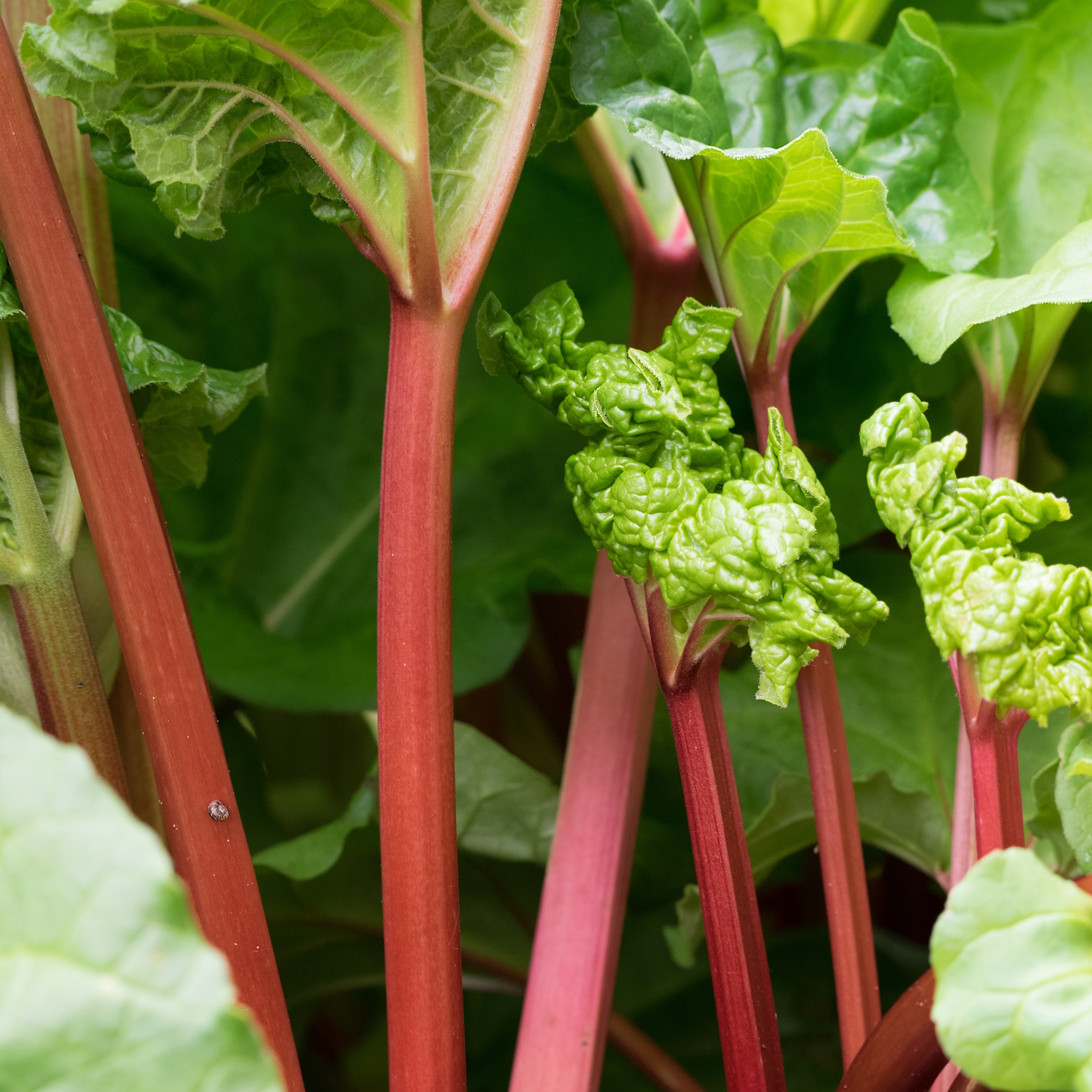 Rabarber 'Victoria'
