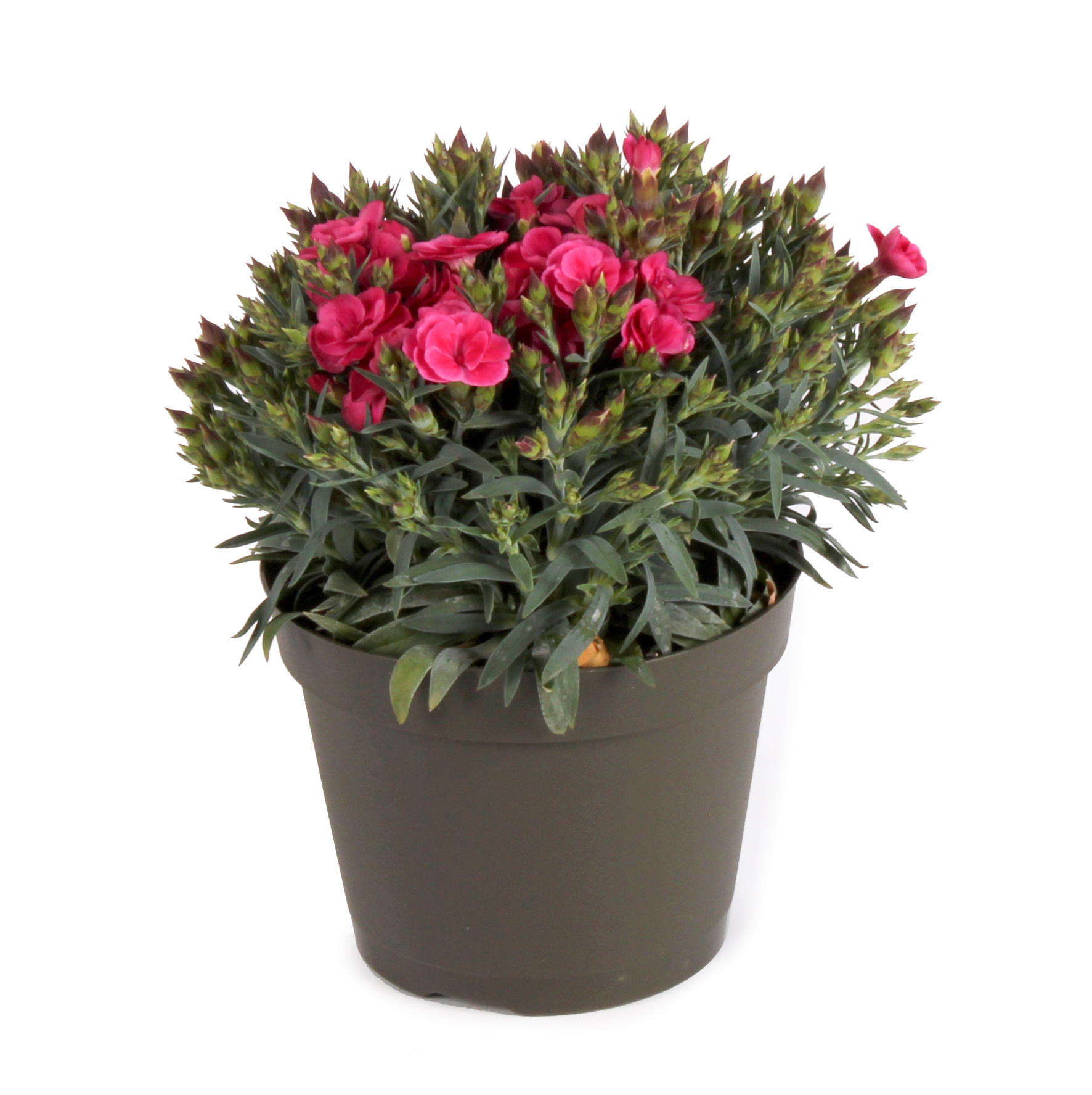 Trädgårdsnejlika 'Peman'