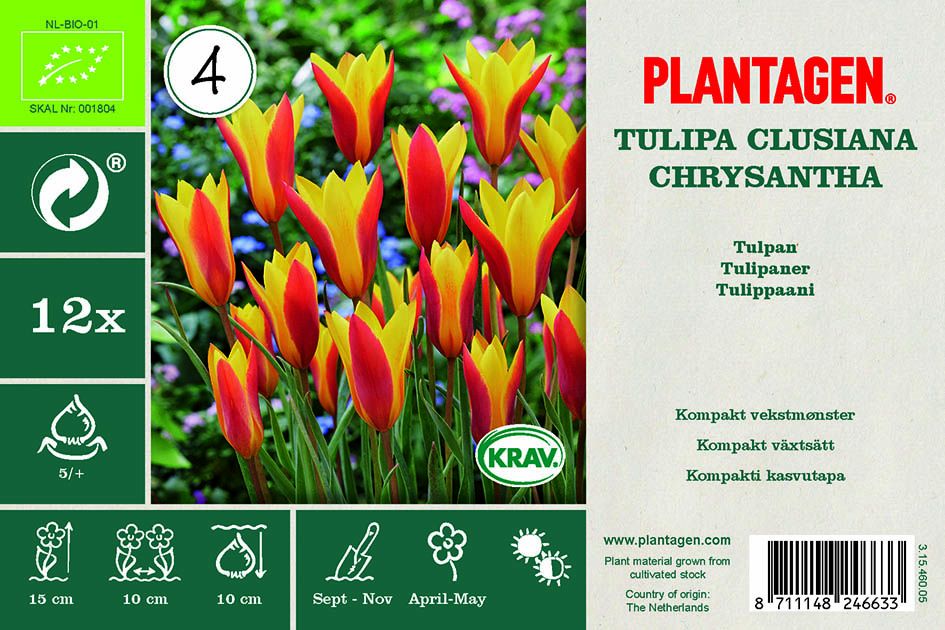 Tulpan ‘Clusiana Chrysantha’ BIO